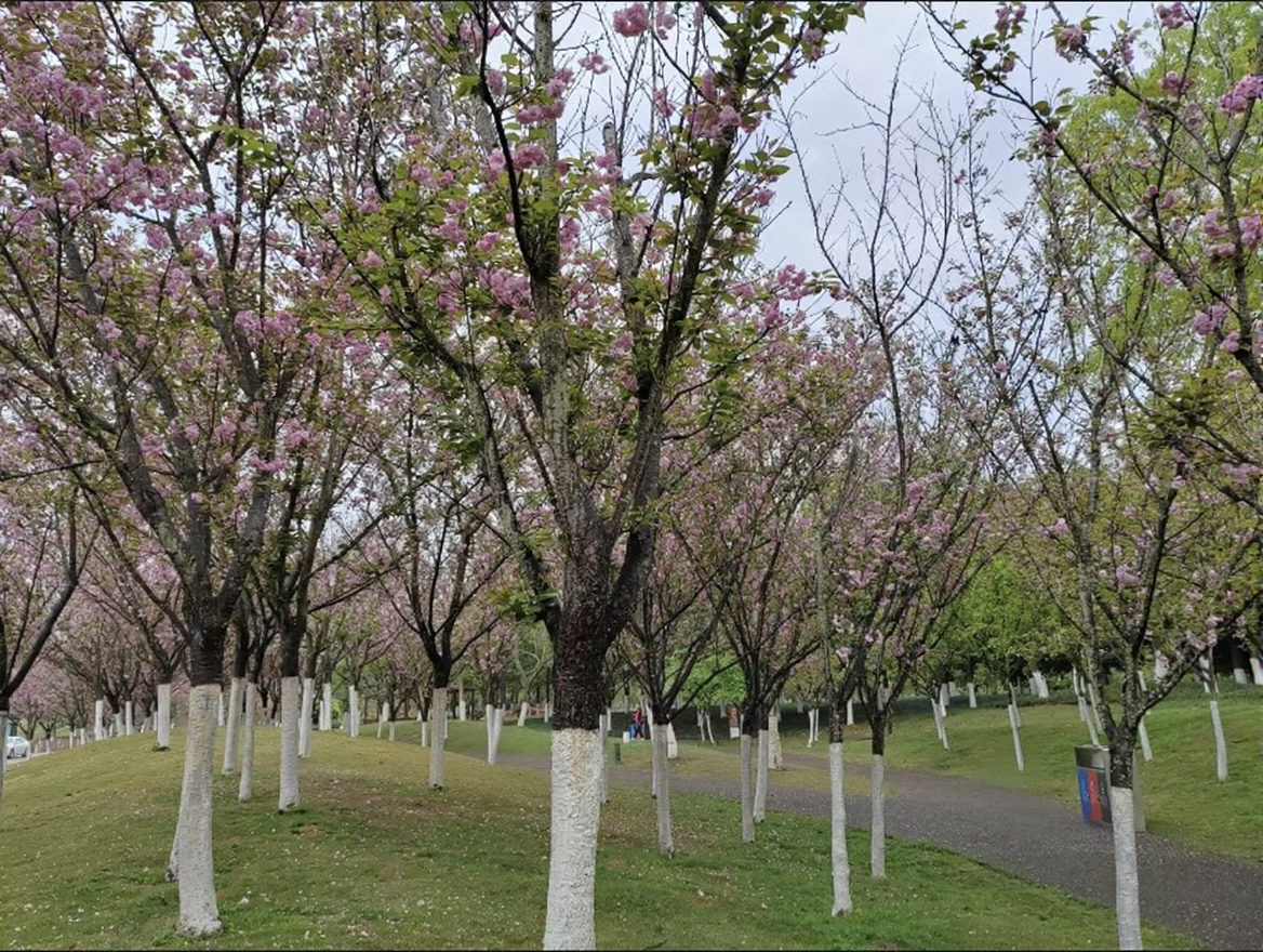 资阳湿地公园
