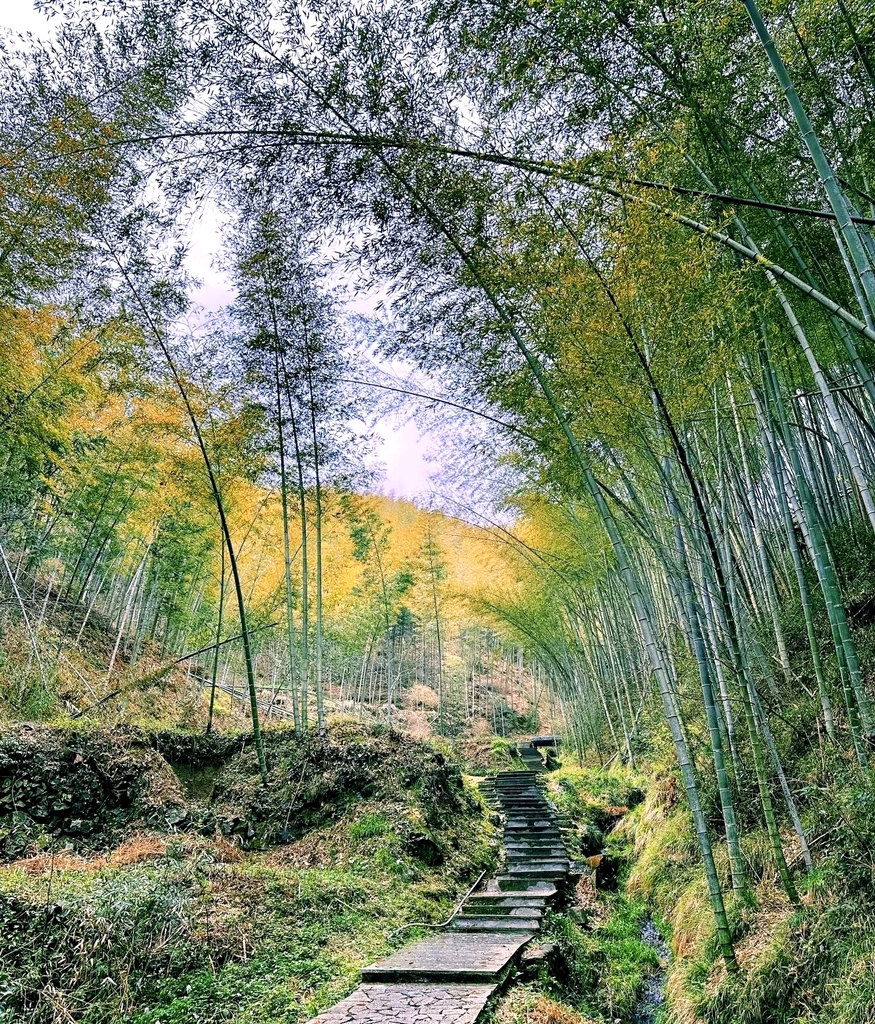 木坑竹海