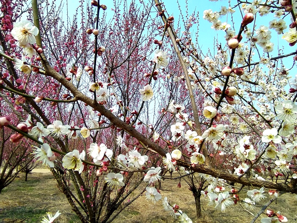 八里岔梅花园