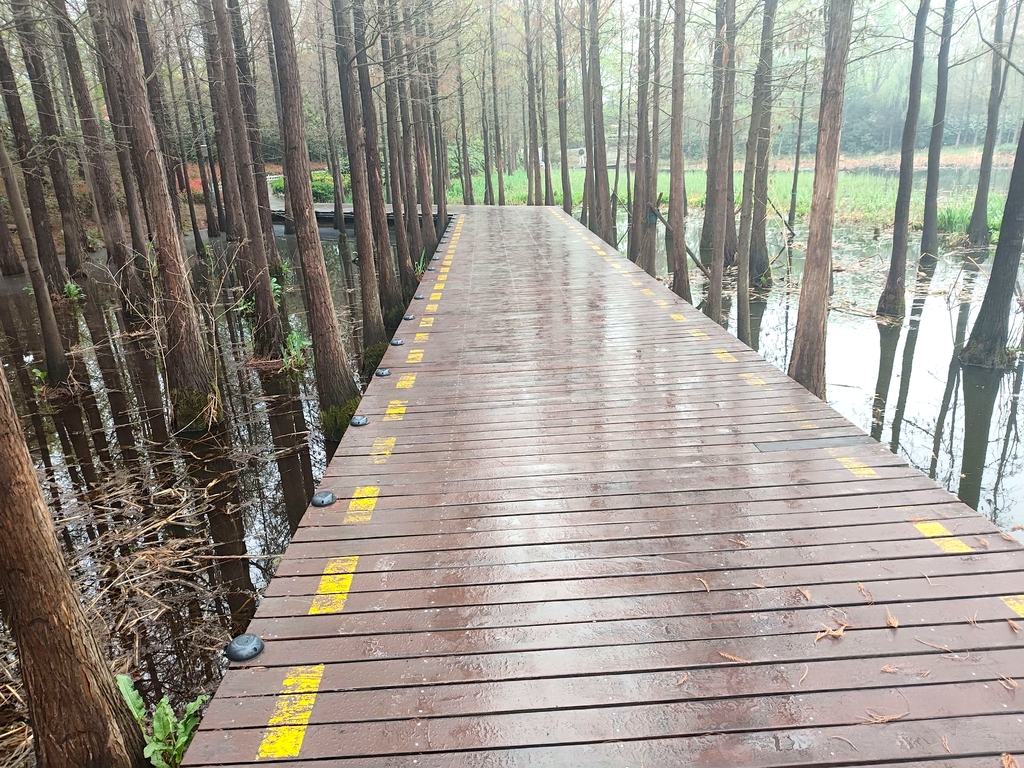 水杉步道