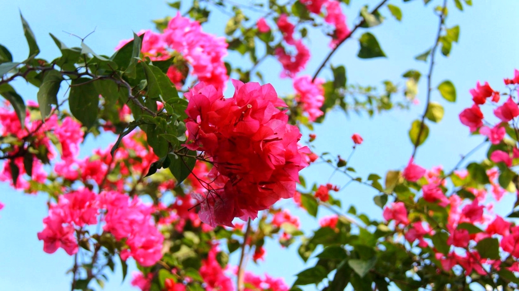 北海市花公园