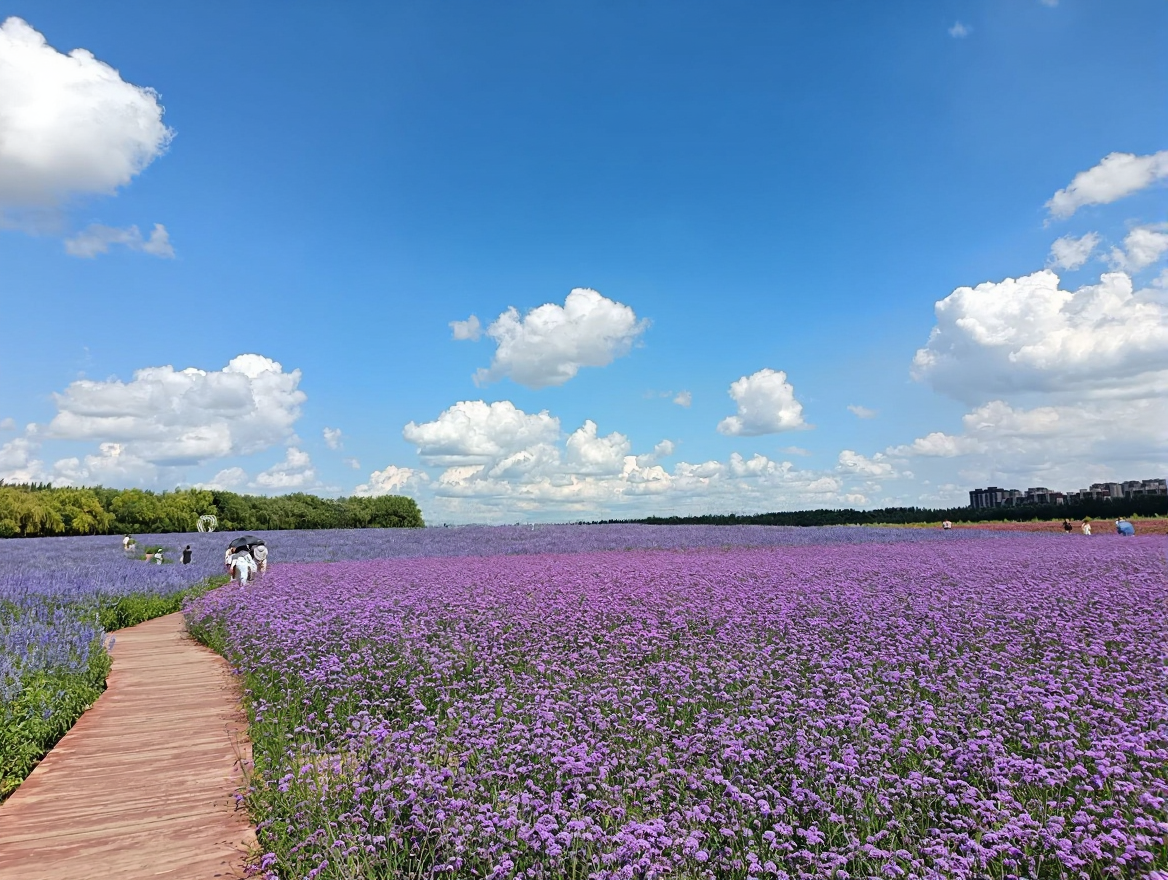 通辽薰衣草庄园