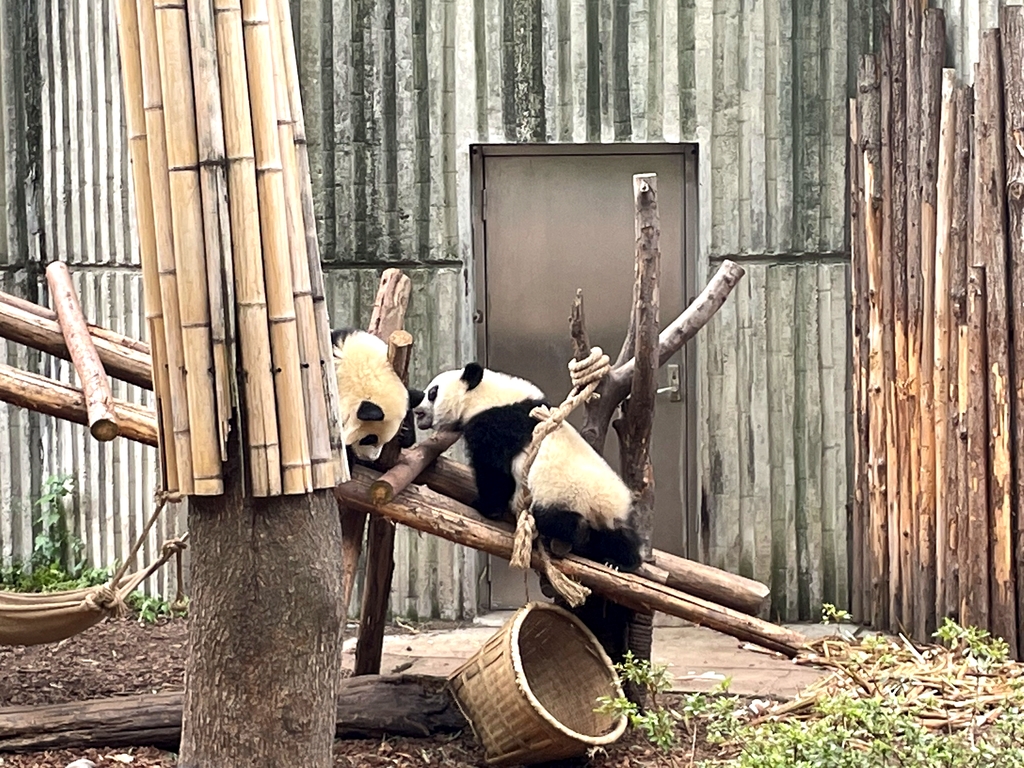成都大熊猫繁育研究基地