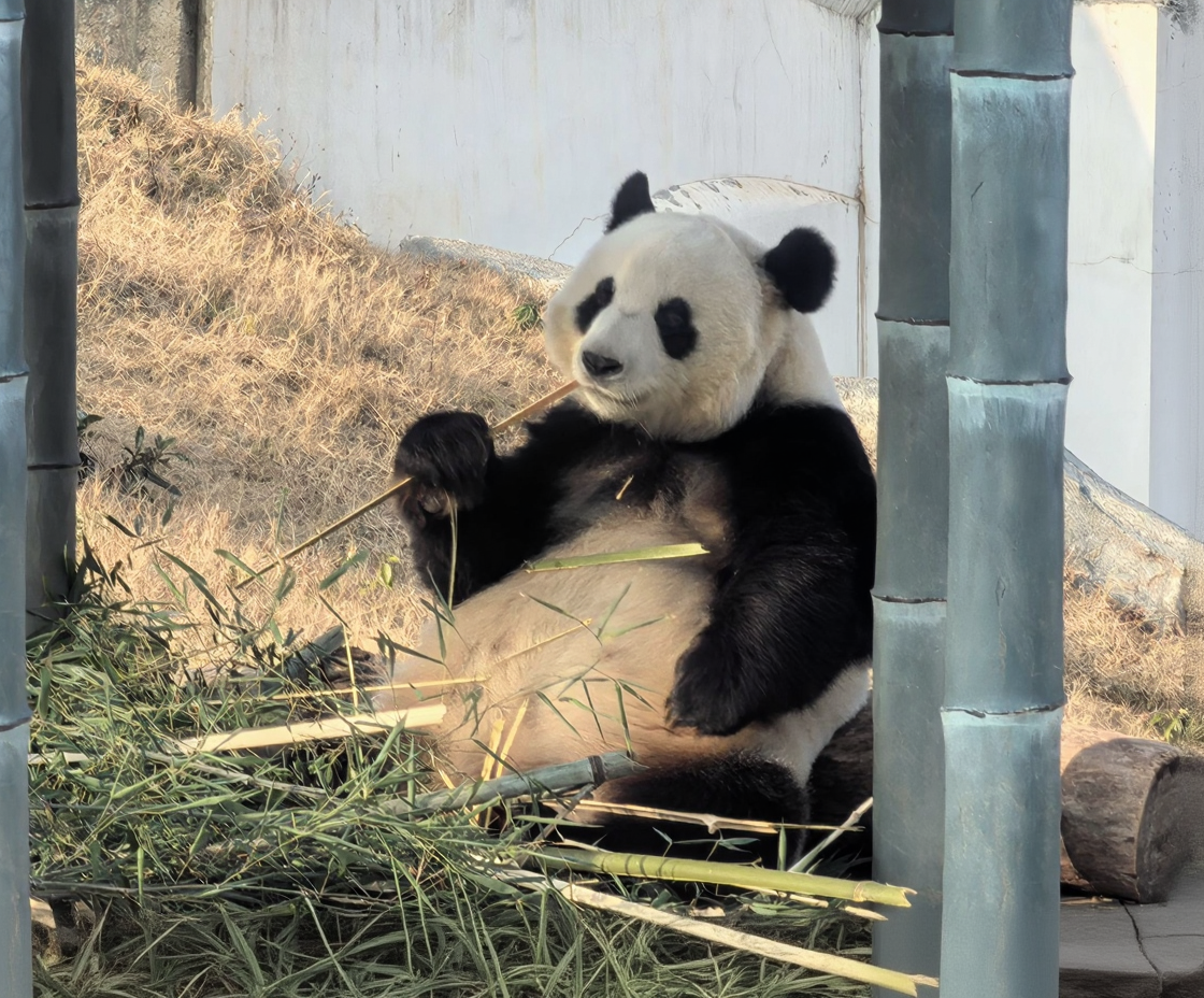 岳阳中华大熊猫苑