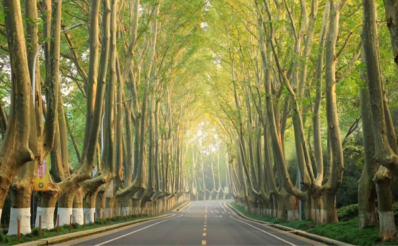 南京梧桐大道