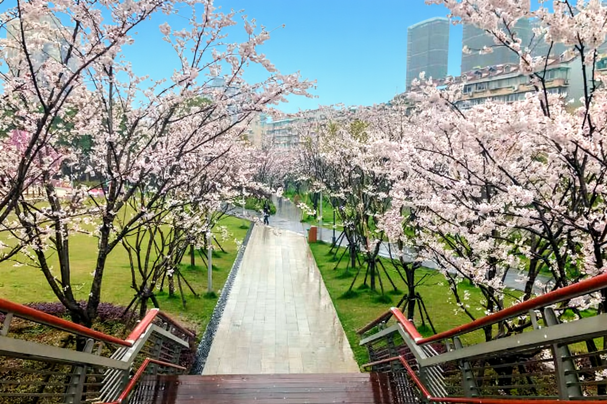 樱花公园