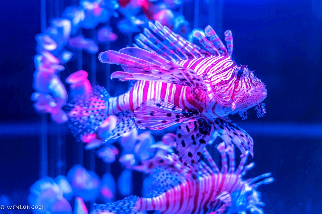 大连圣亚海洋世界