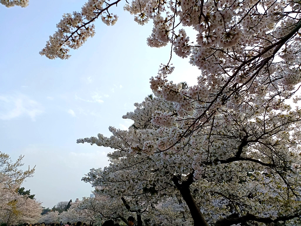 青岛中山公园