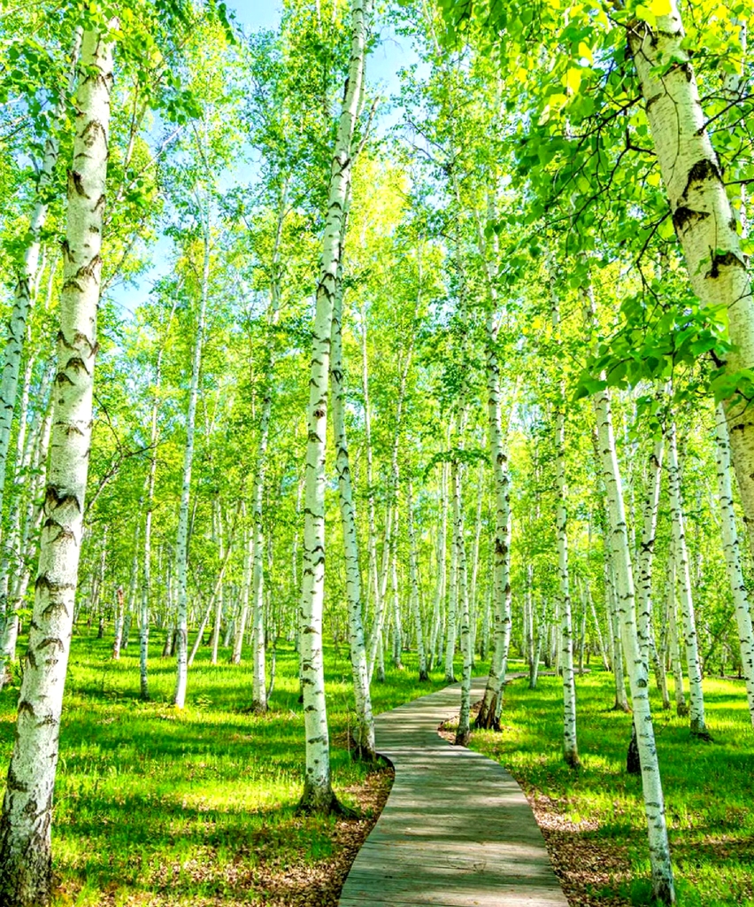 白桦林景区