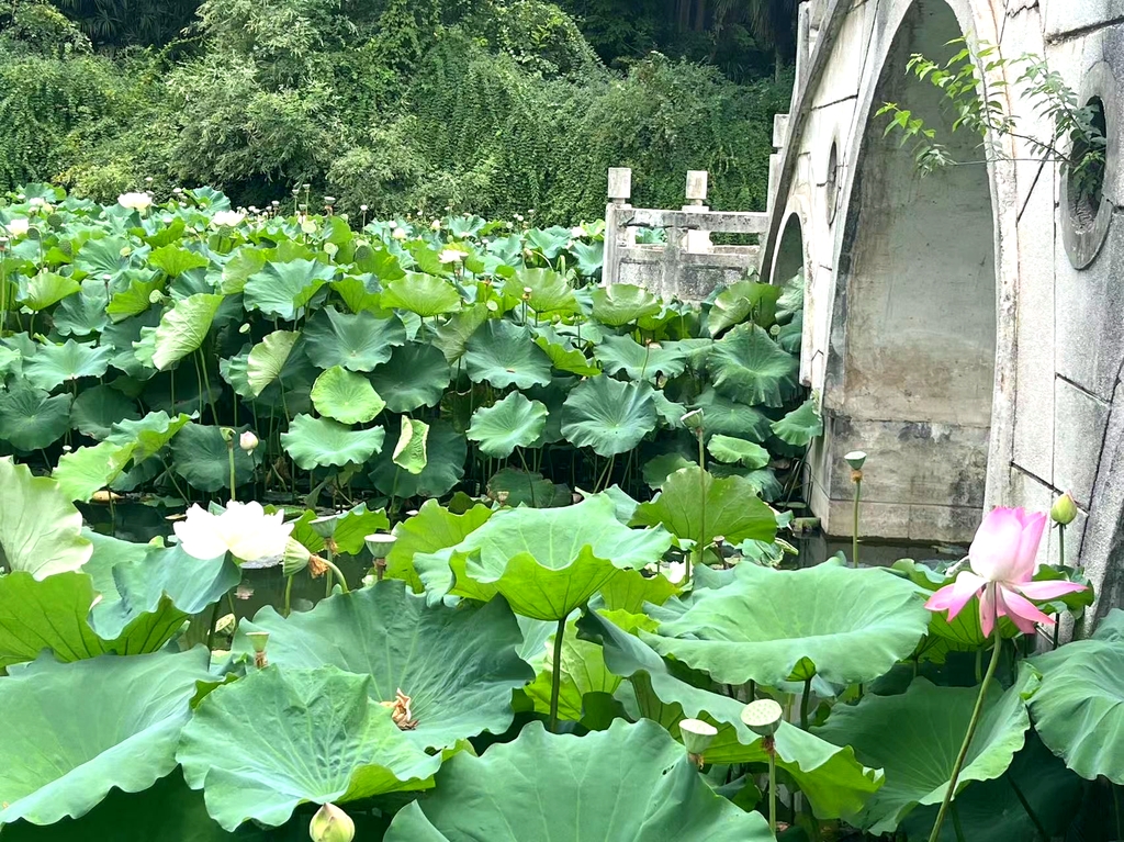 青山公园
