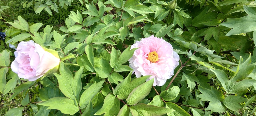 乌鲁木齐市植物园