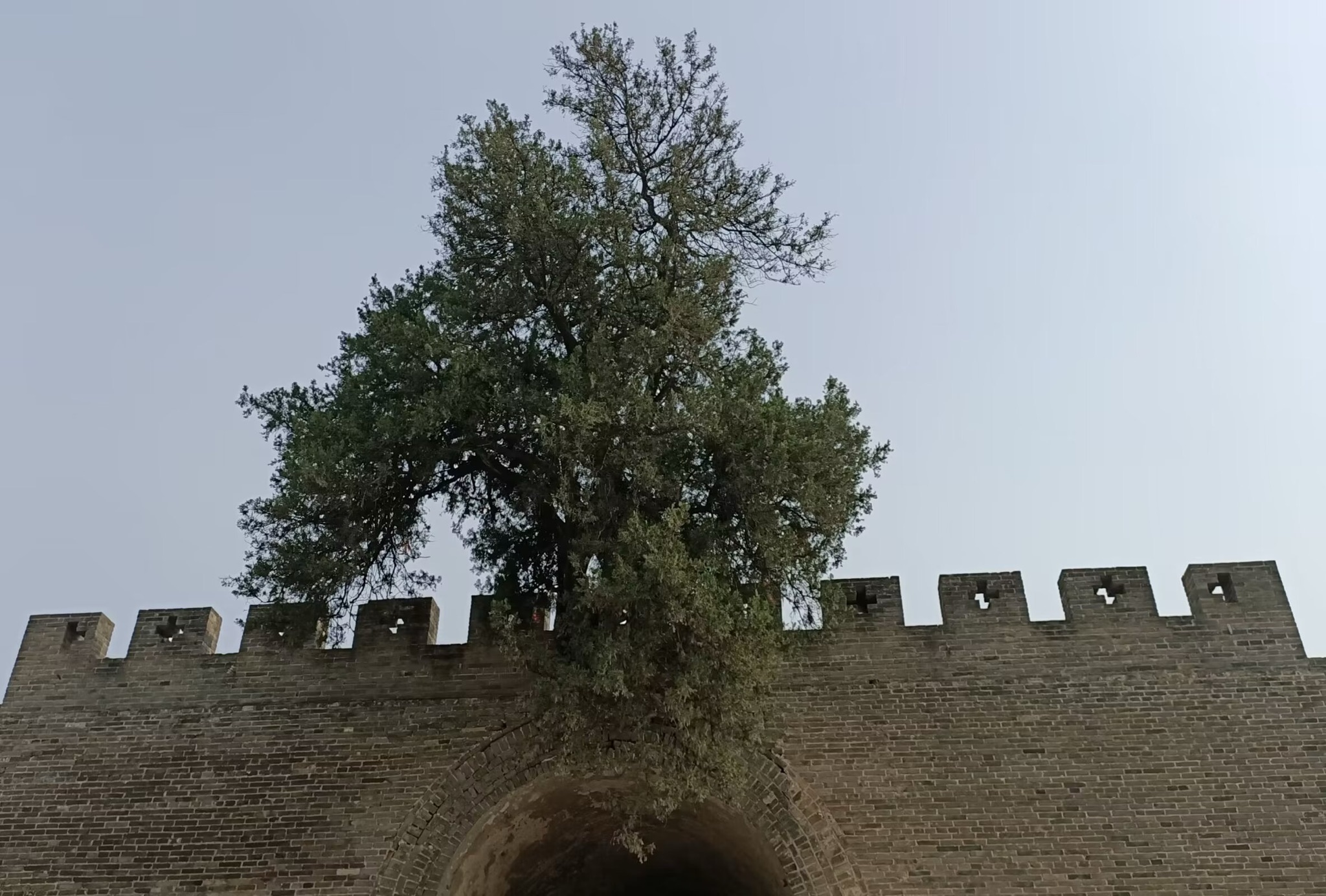 洧川镇南城门旅行图片 3