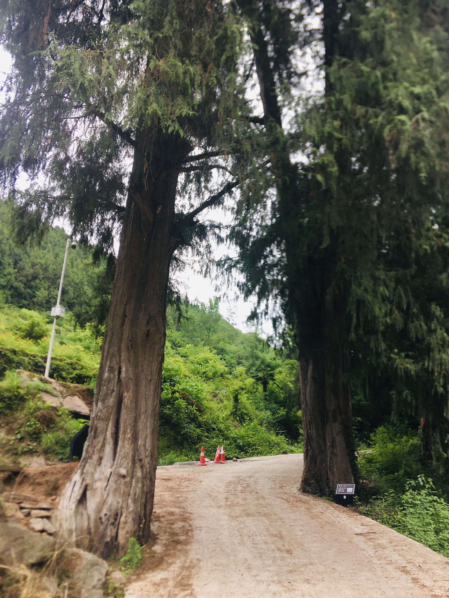 巴中南江皇柏林古道旅行图片 1