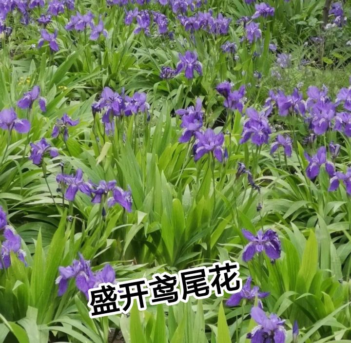 环城公园旅行图片 1