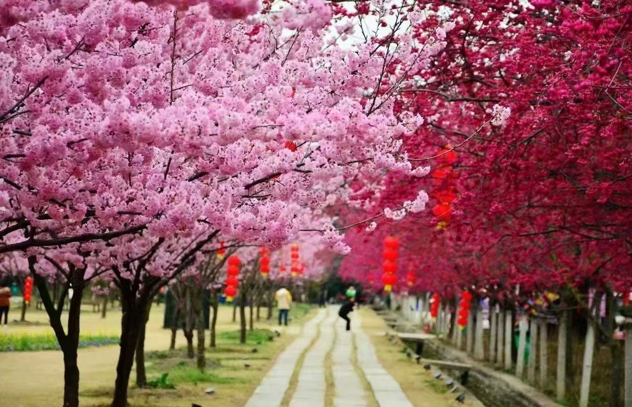 绛樱院旅行图片 1