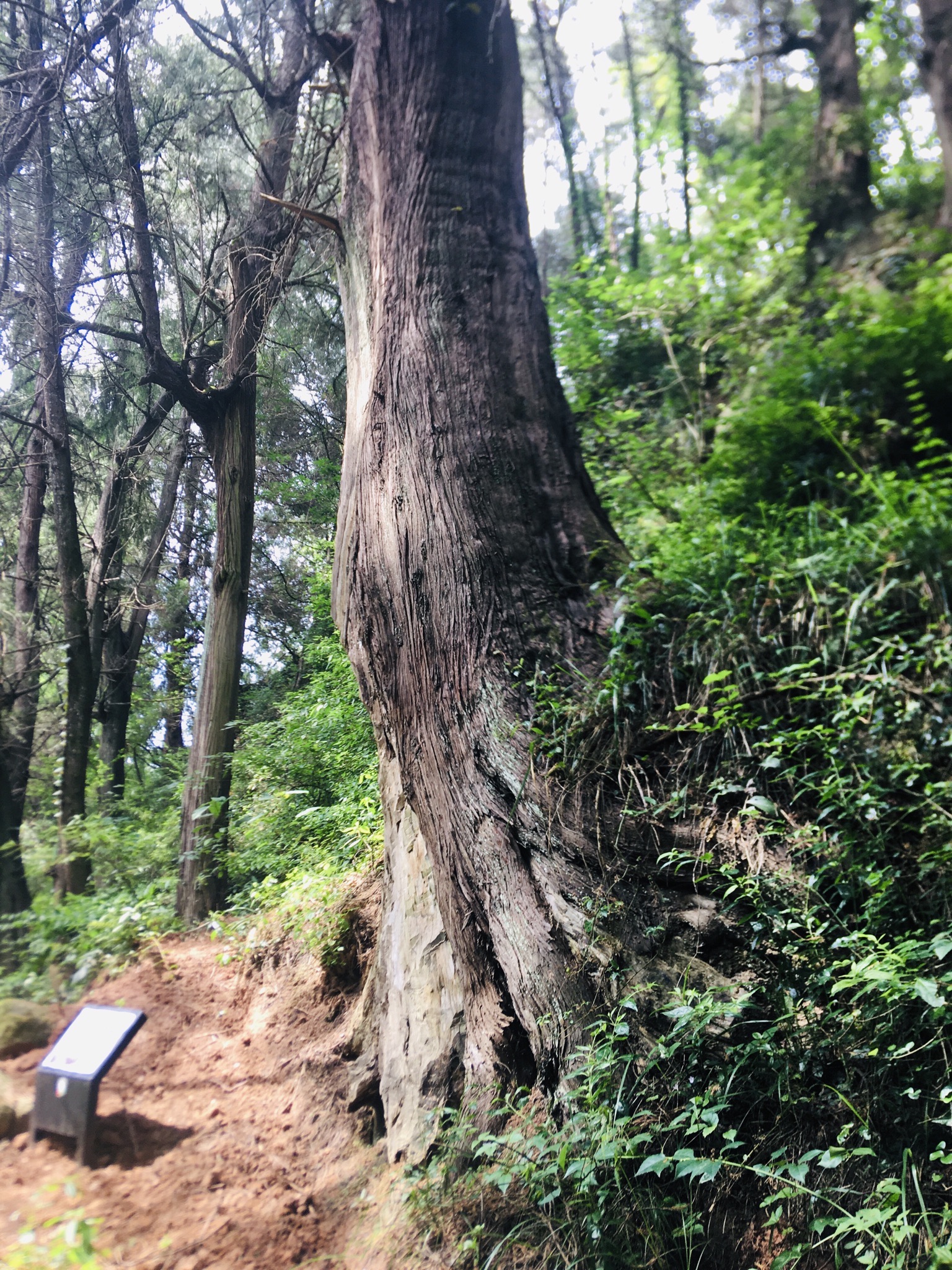 巴中南江皇柏林古道旅行图片 3