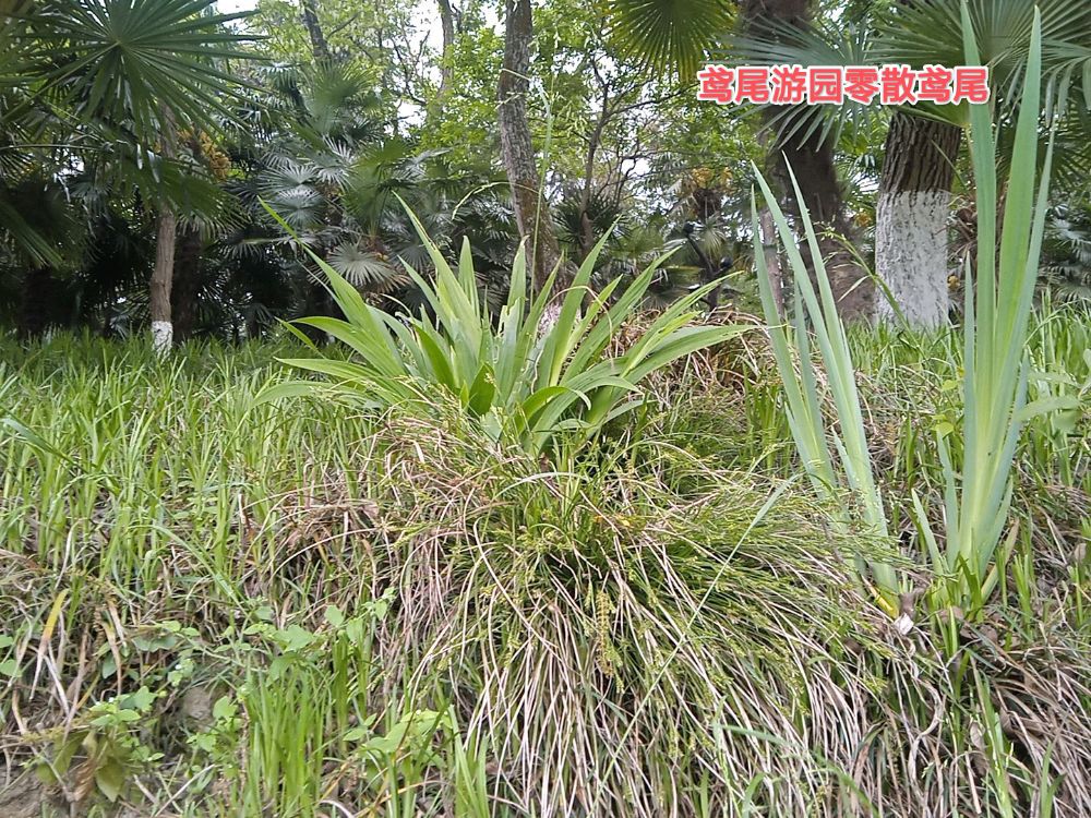 环城公园旅行图片 3