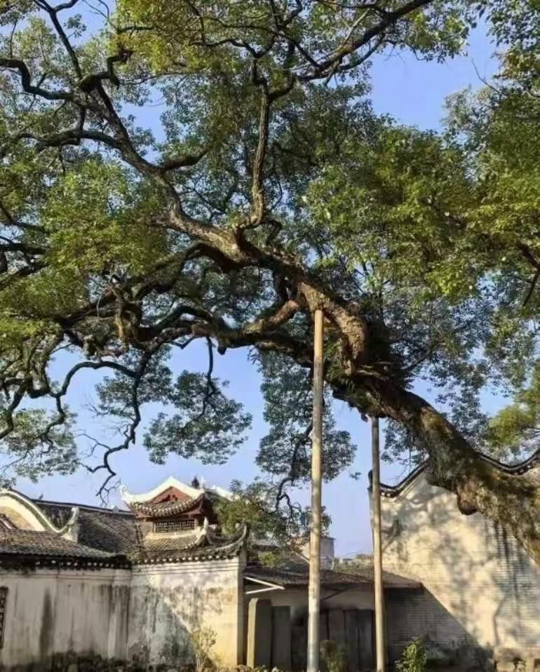 秀水状元村旅行图片 3
