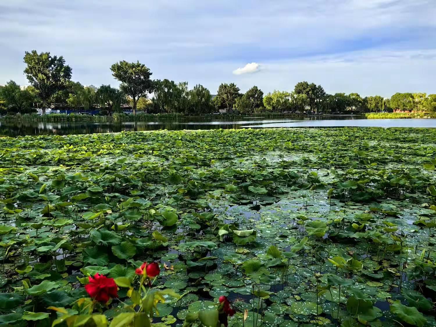 西海湿地公园旅行图片 1