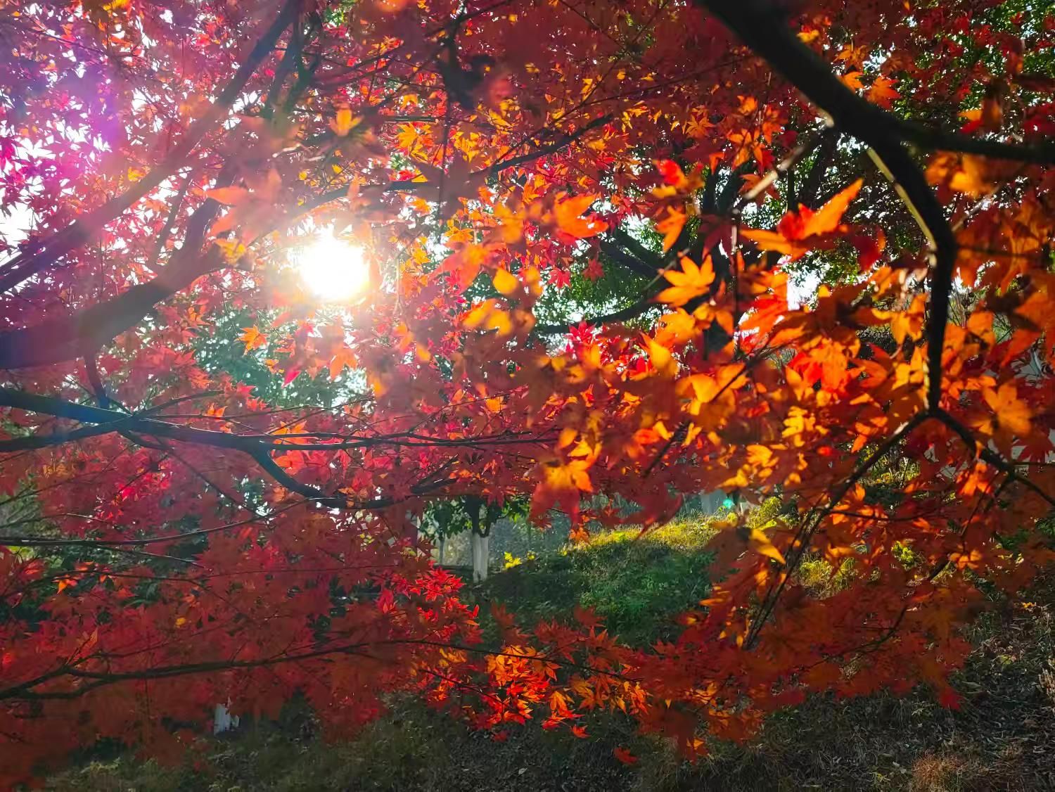 大钟山公园旅行图片 1