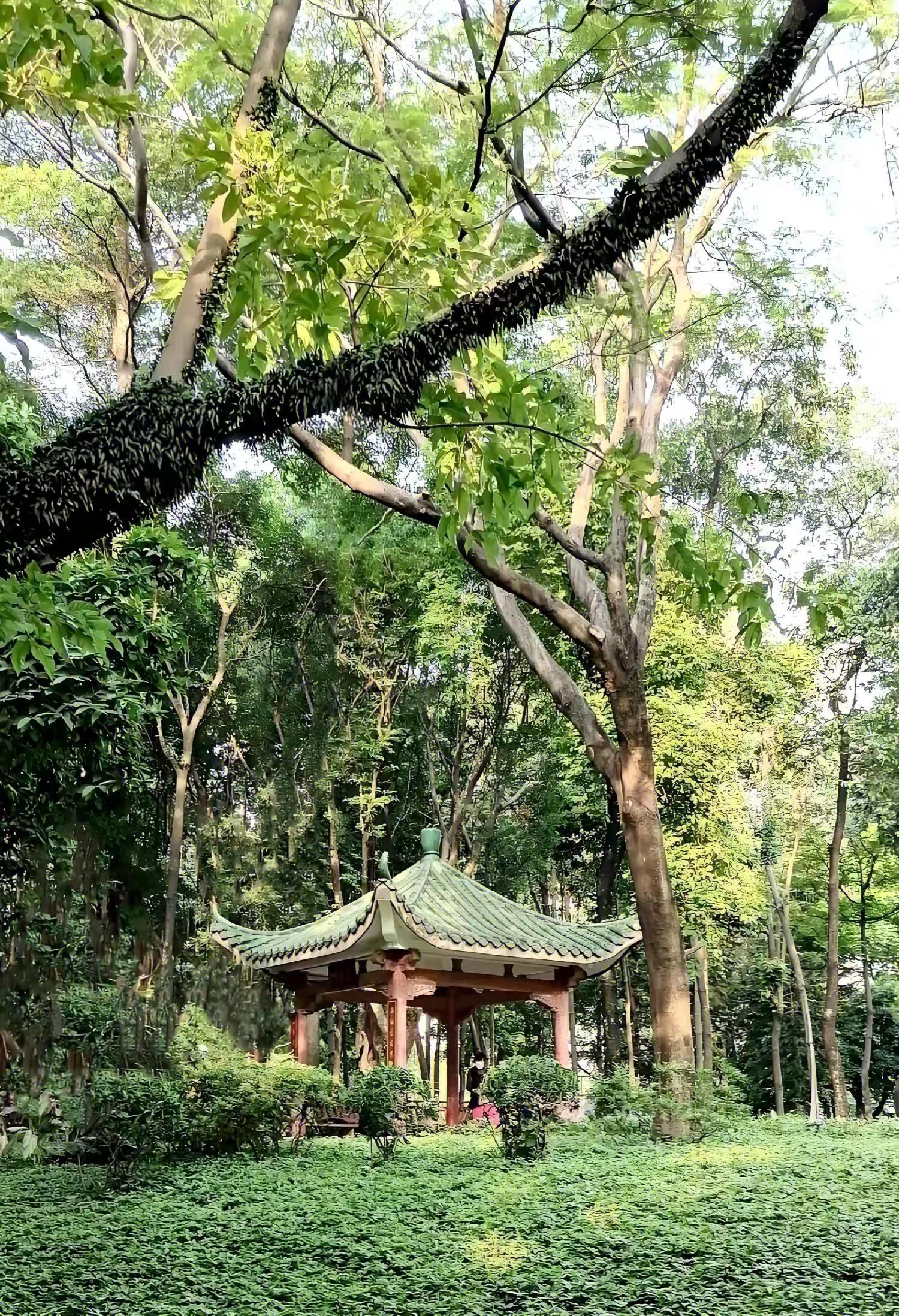 增埗公园旅行图片 2