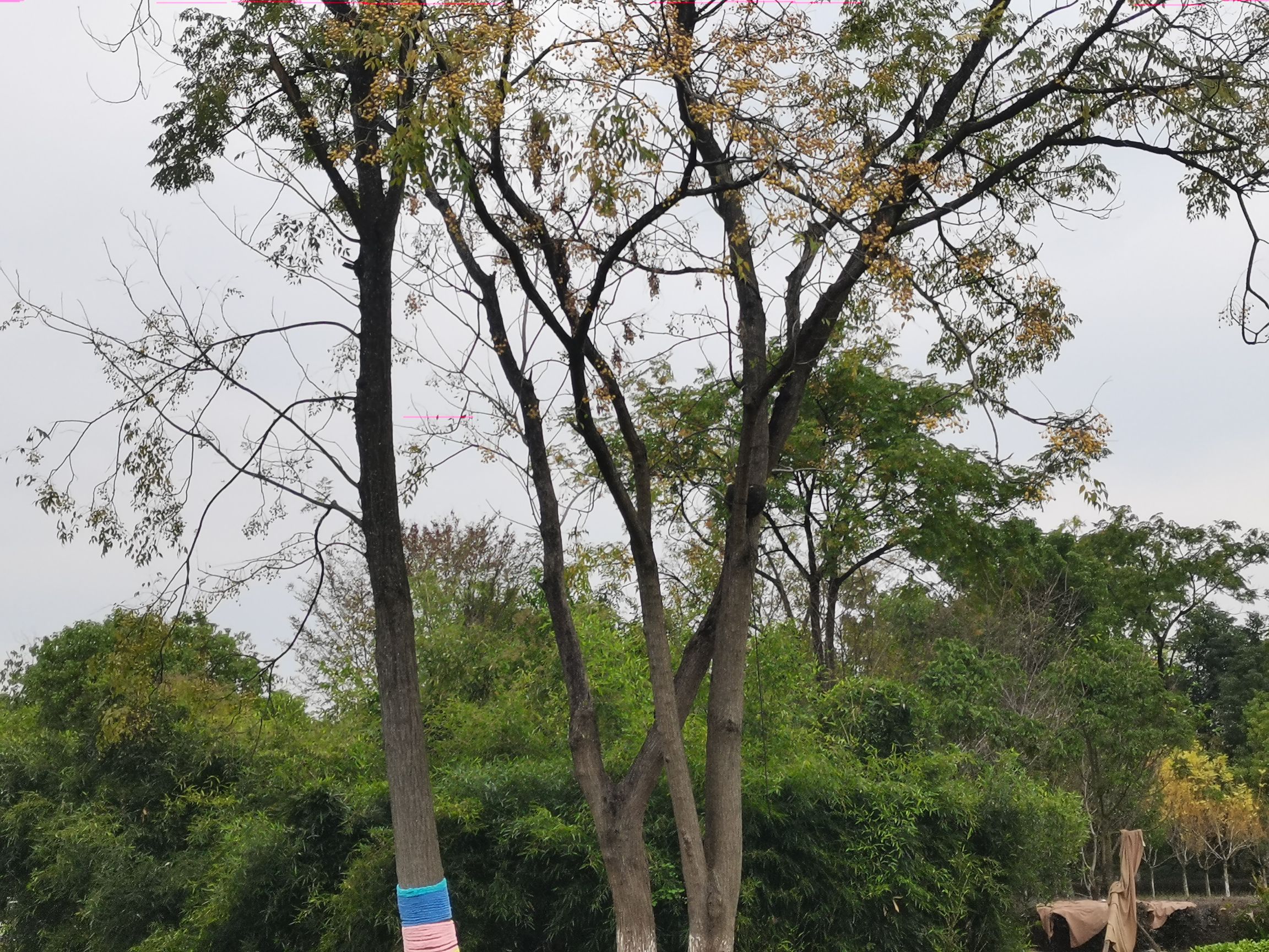 河埠湿地公园旅行图片 3