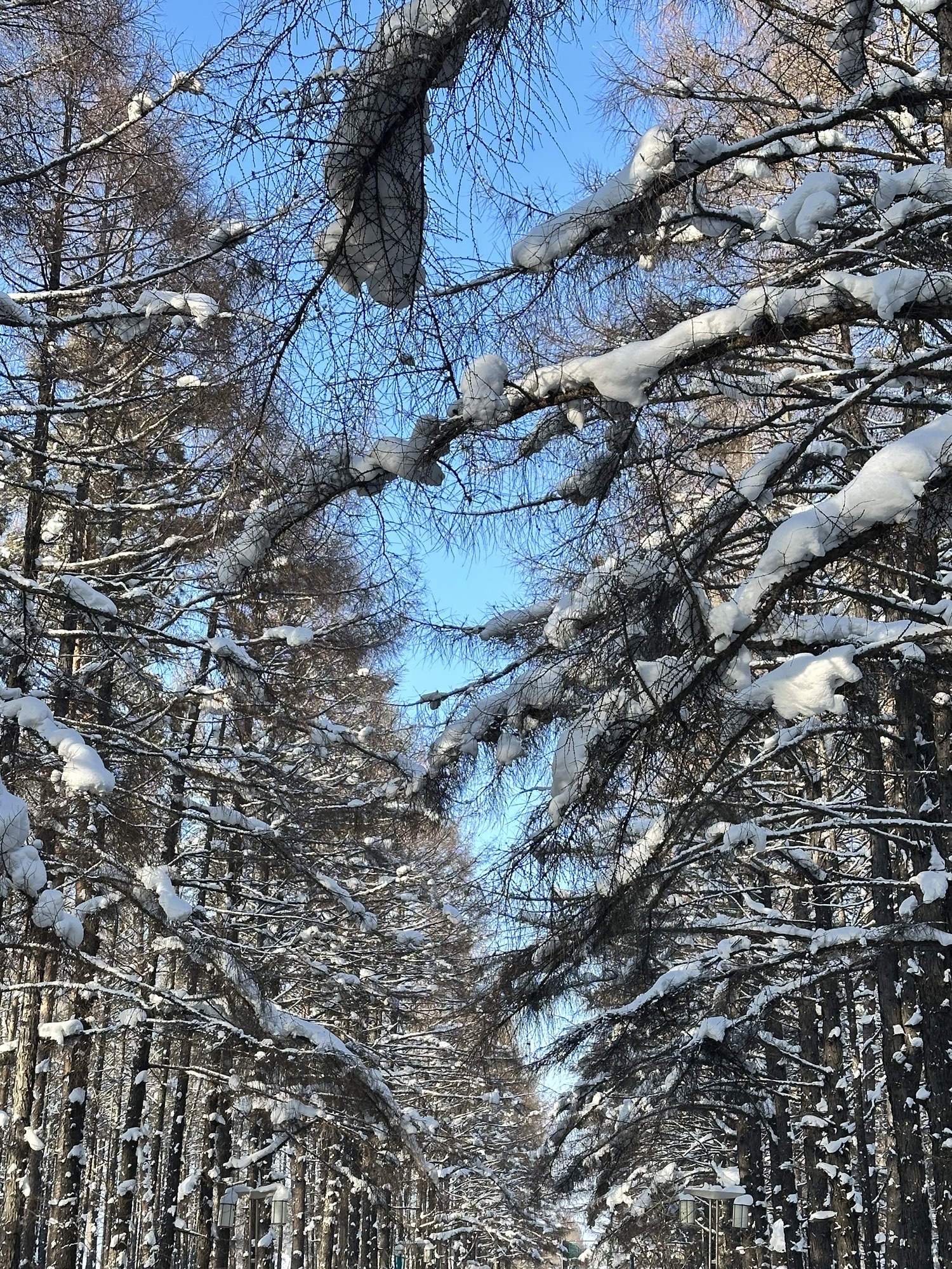 龙门森林公园