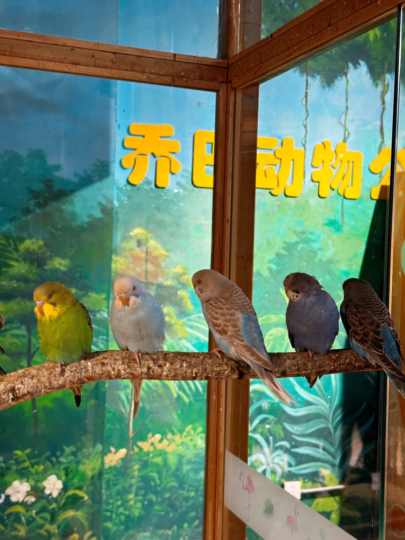乔巴动物公园(廊坊广阳万达店)