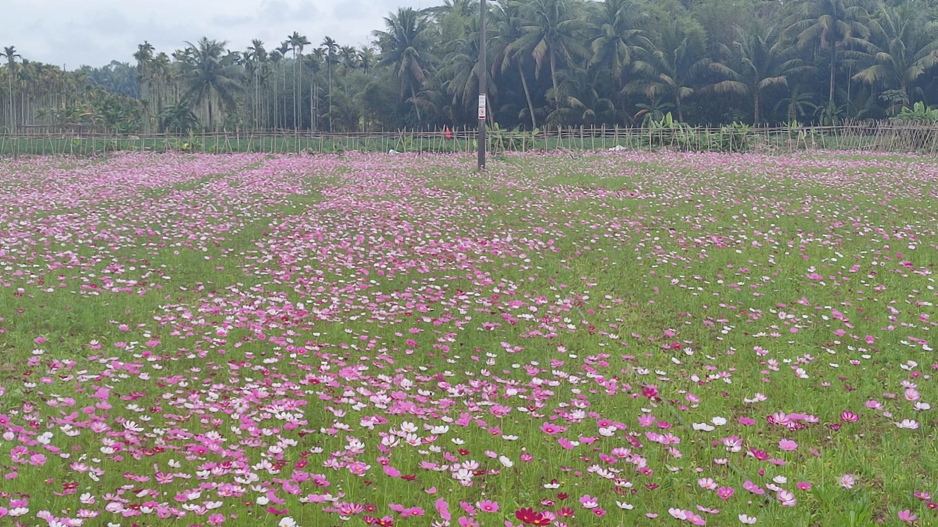 琼海龙寿洋花海