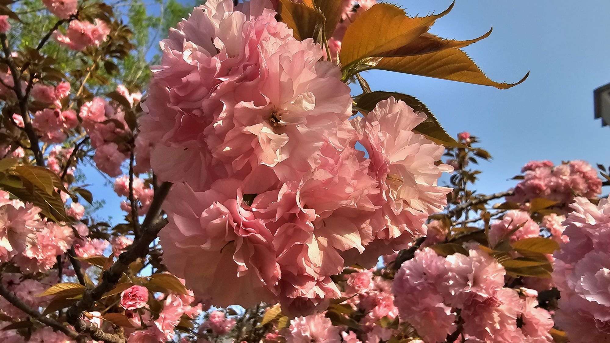 长芦公园旅行图片 2