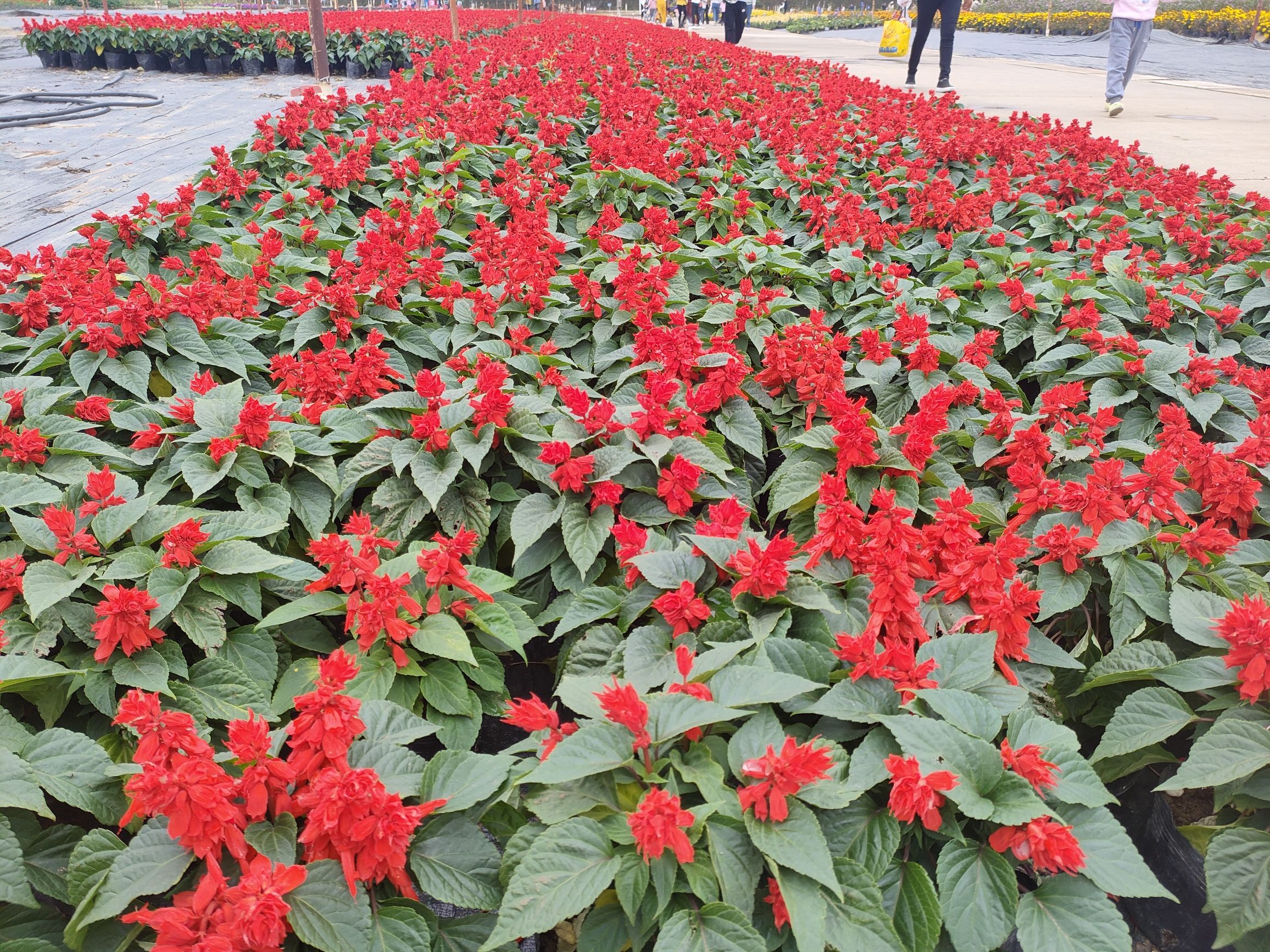 南宁市花卉公园旅行图片 1