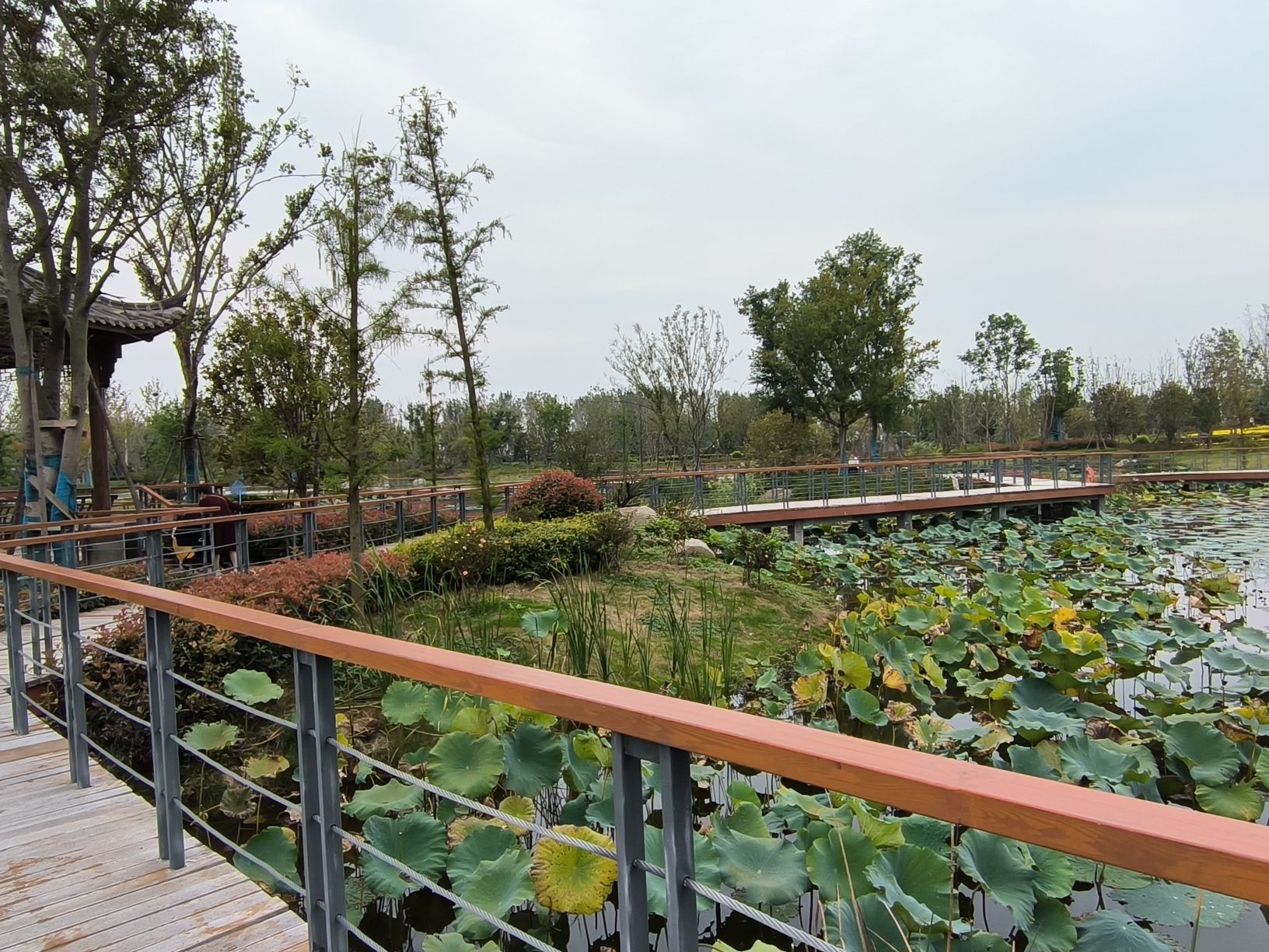 界首花博园旅行图片 3