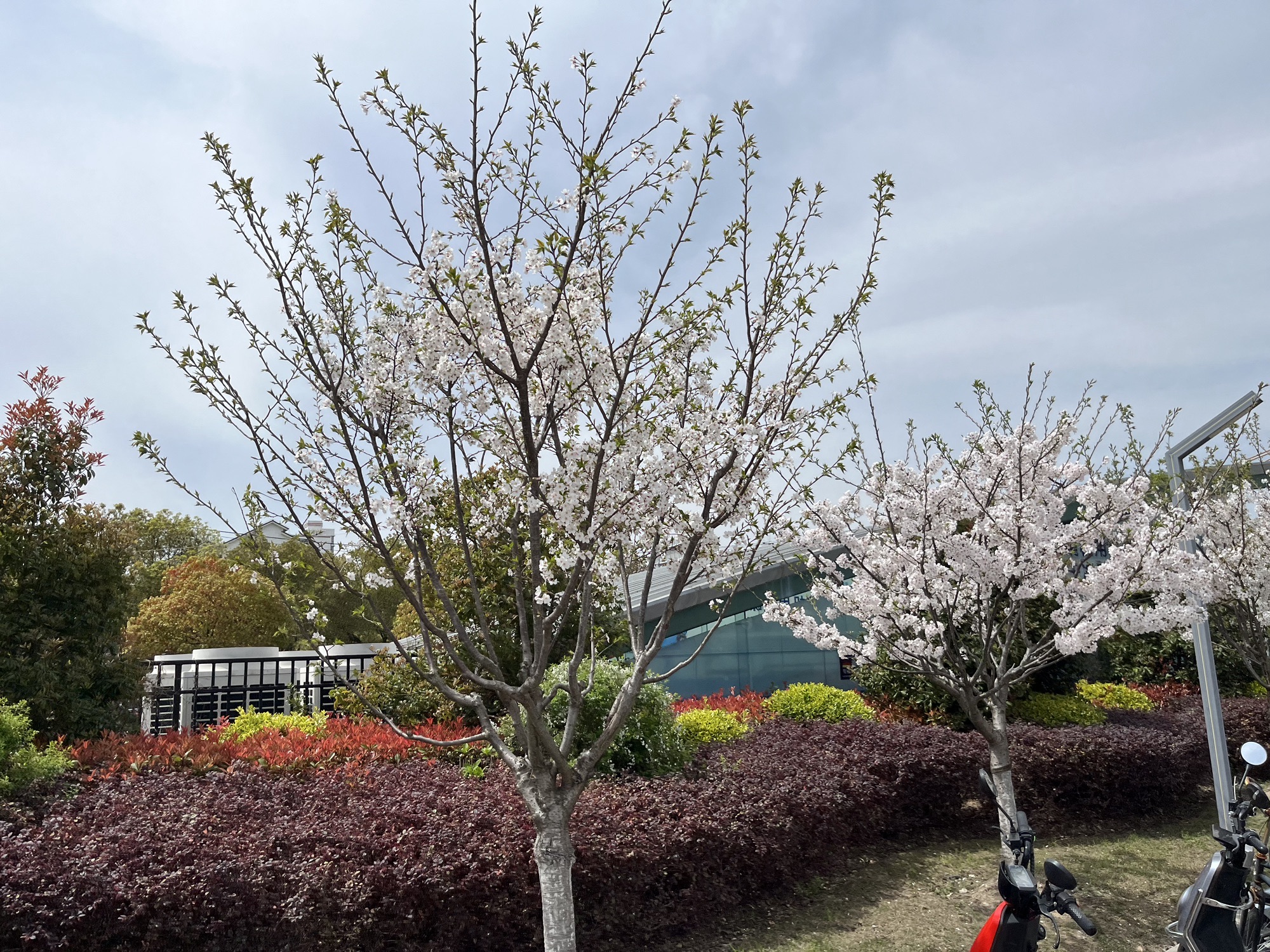 古美公园旅行图片 3