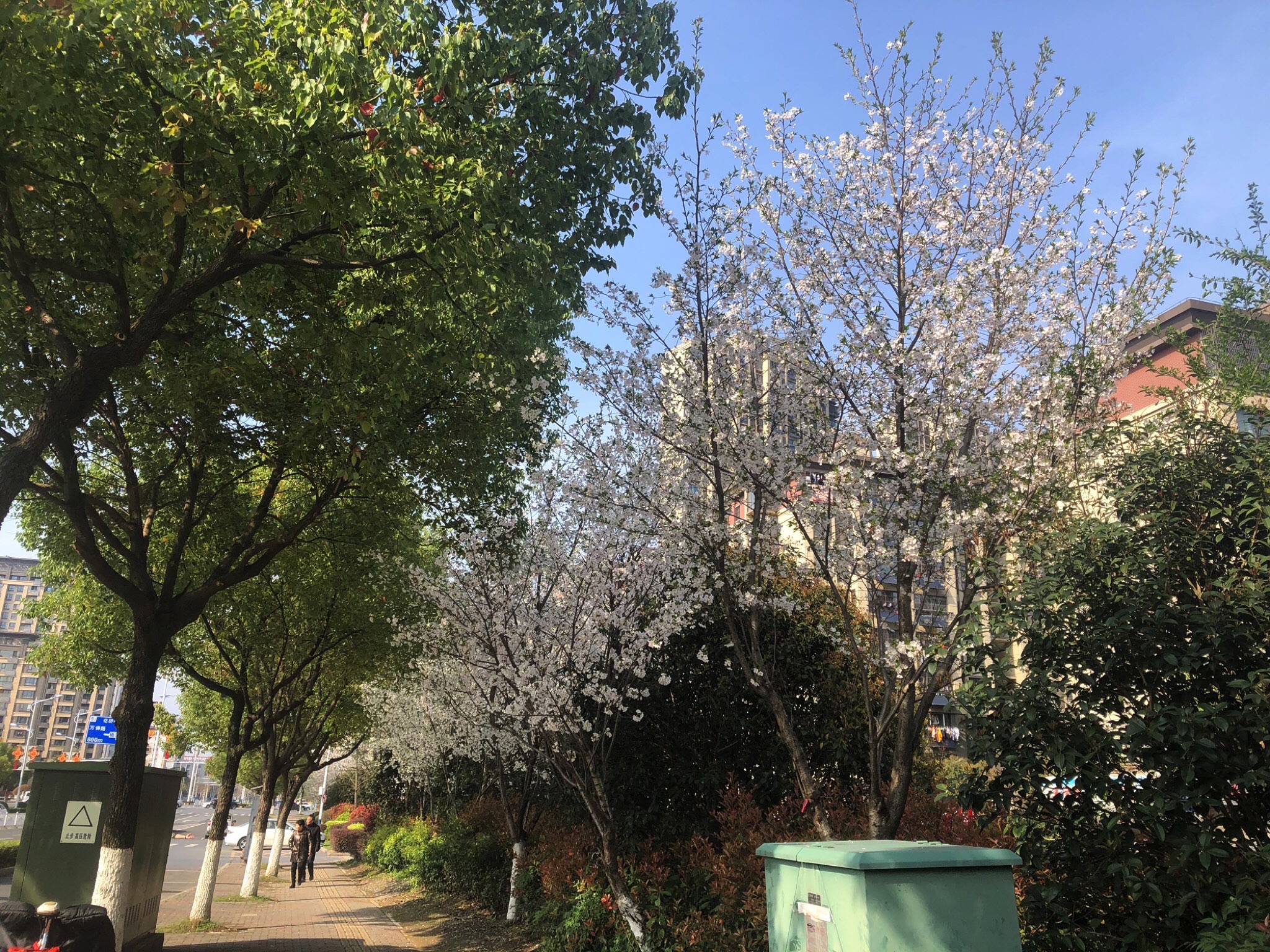苏塘公园旅行图片 1