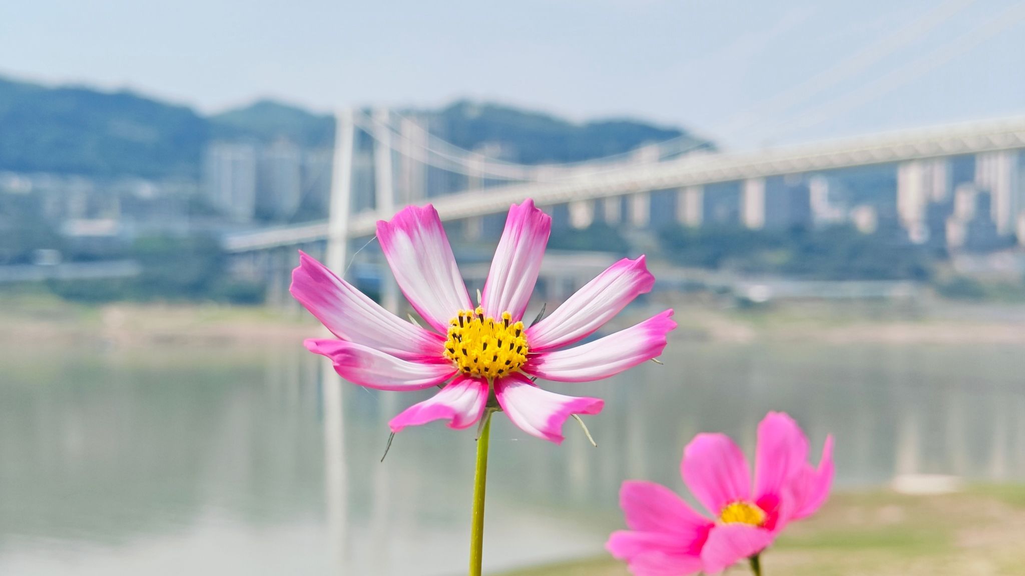 白鹭湾旅行图片 3