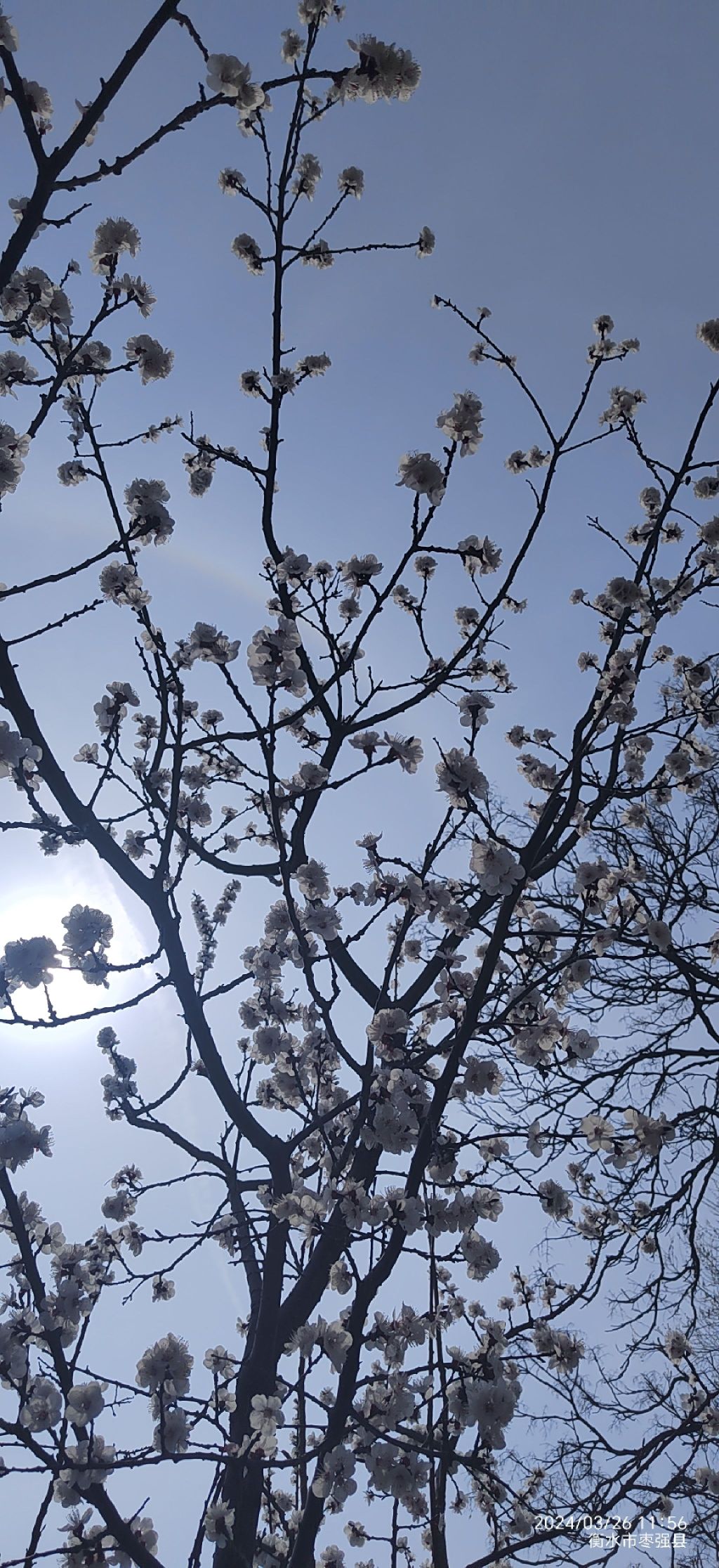 枣强县八景生态公园旅行图片 1