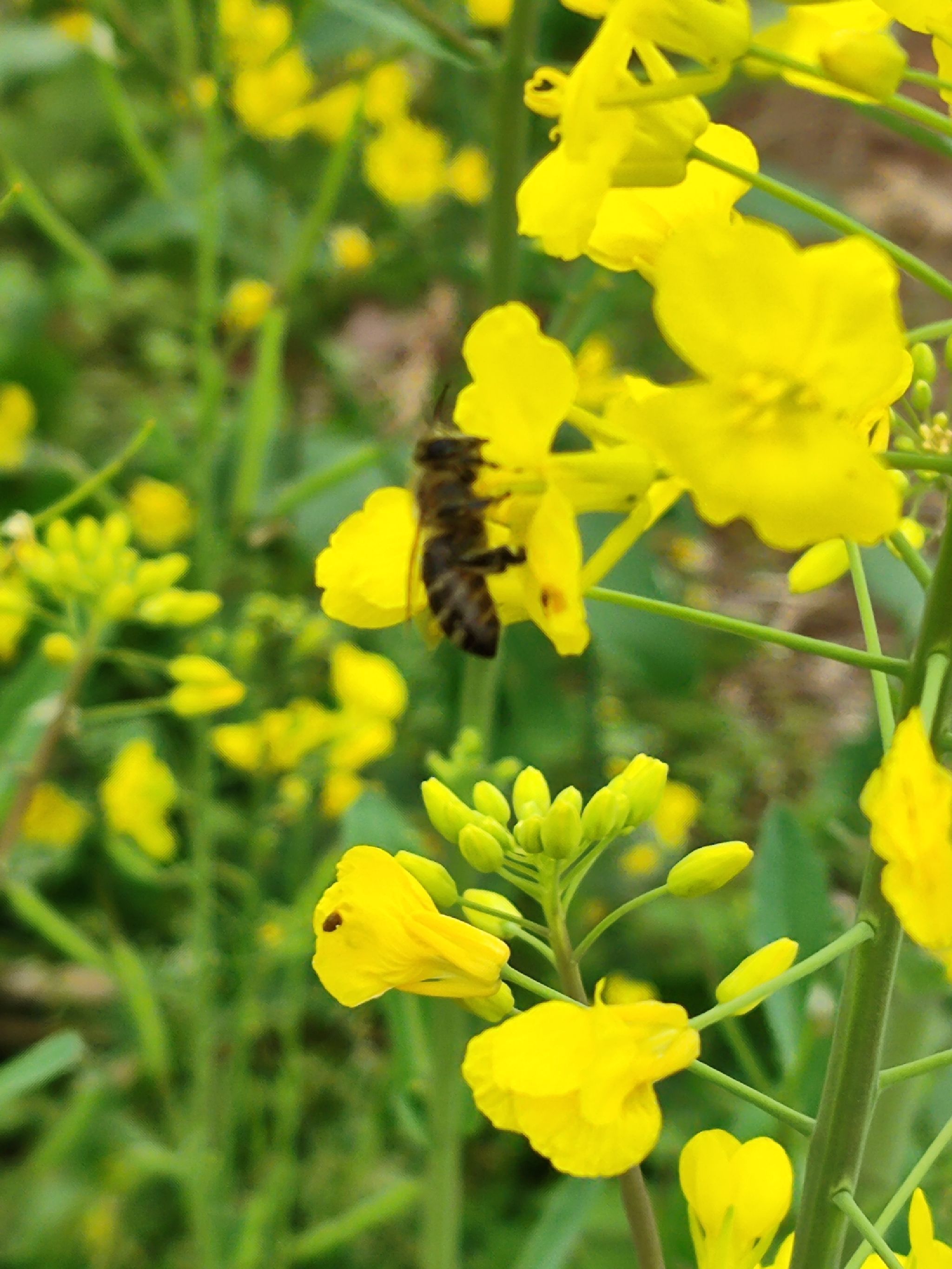 青峰镇油菜花基地旅行图片 1