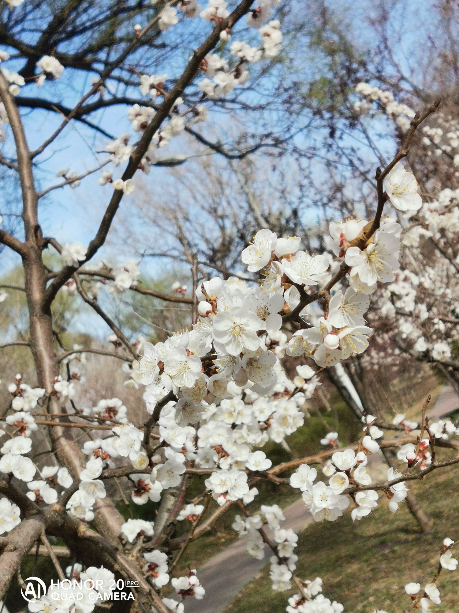 新城公园旅行图片 3