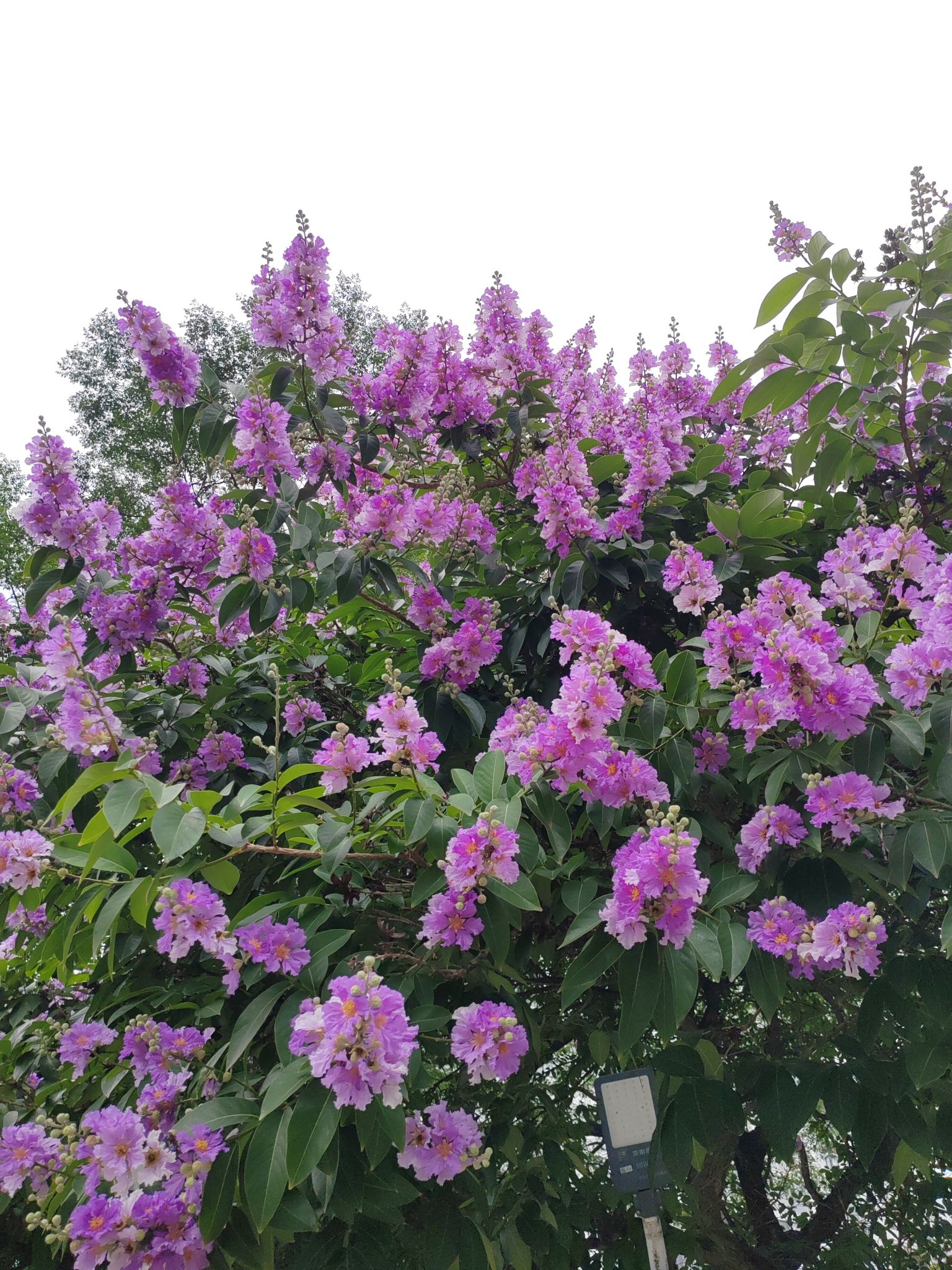世纪花园旅行图片 3
