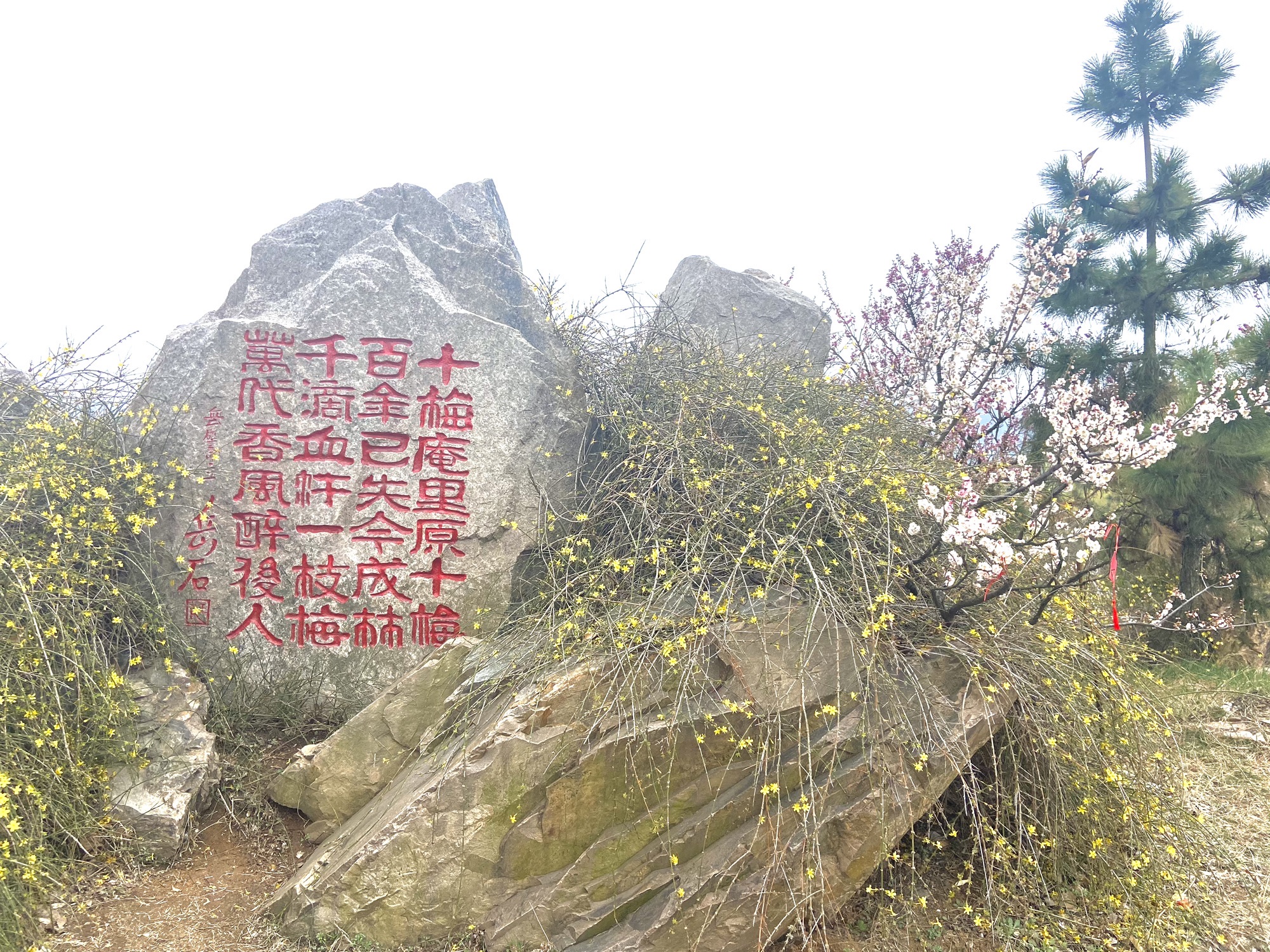 青岛梅园