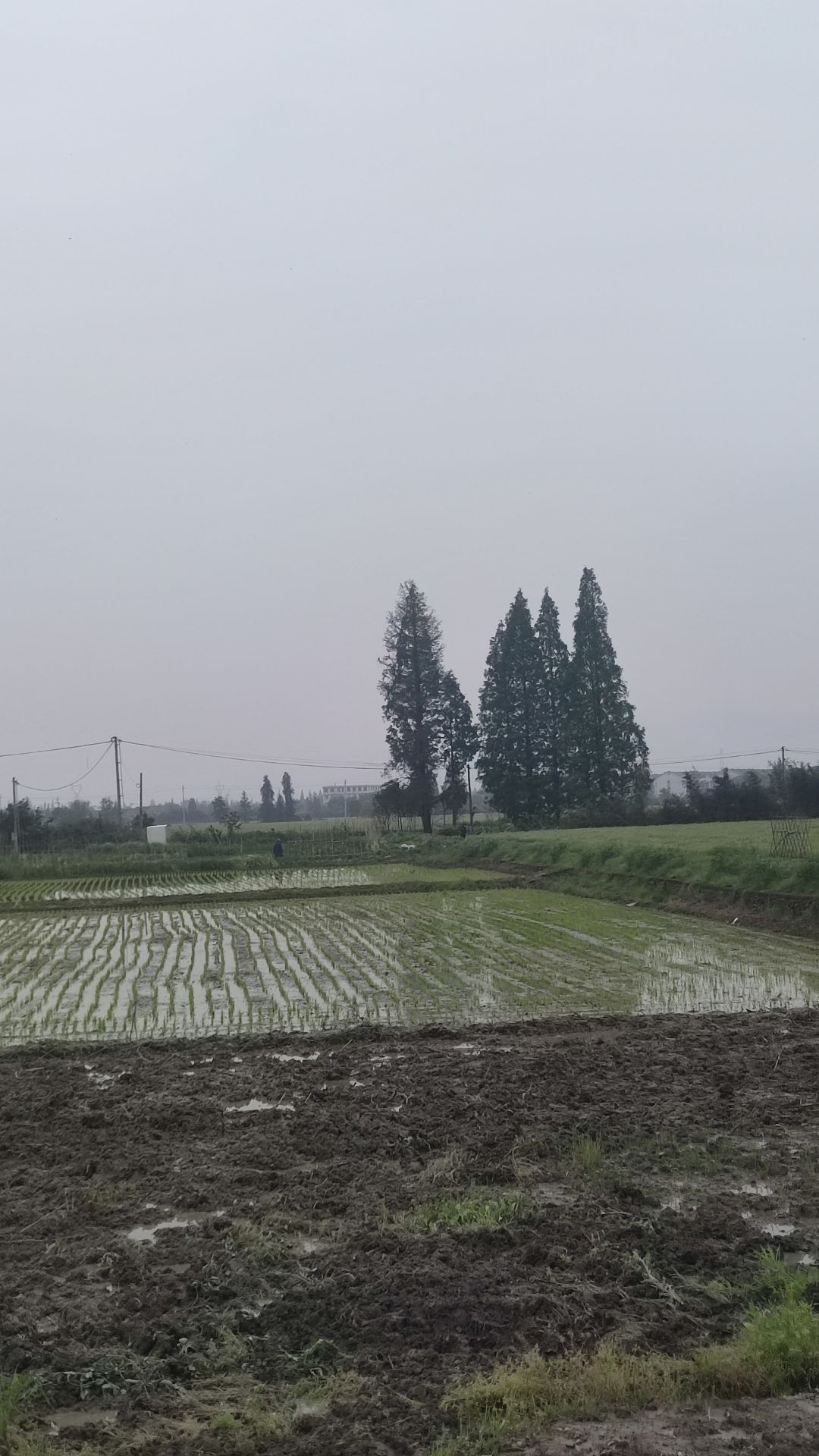 麦田火车旅行图片 3