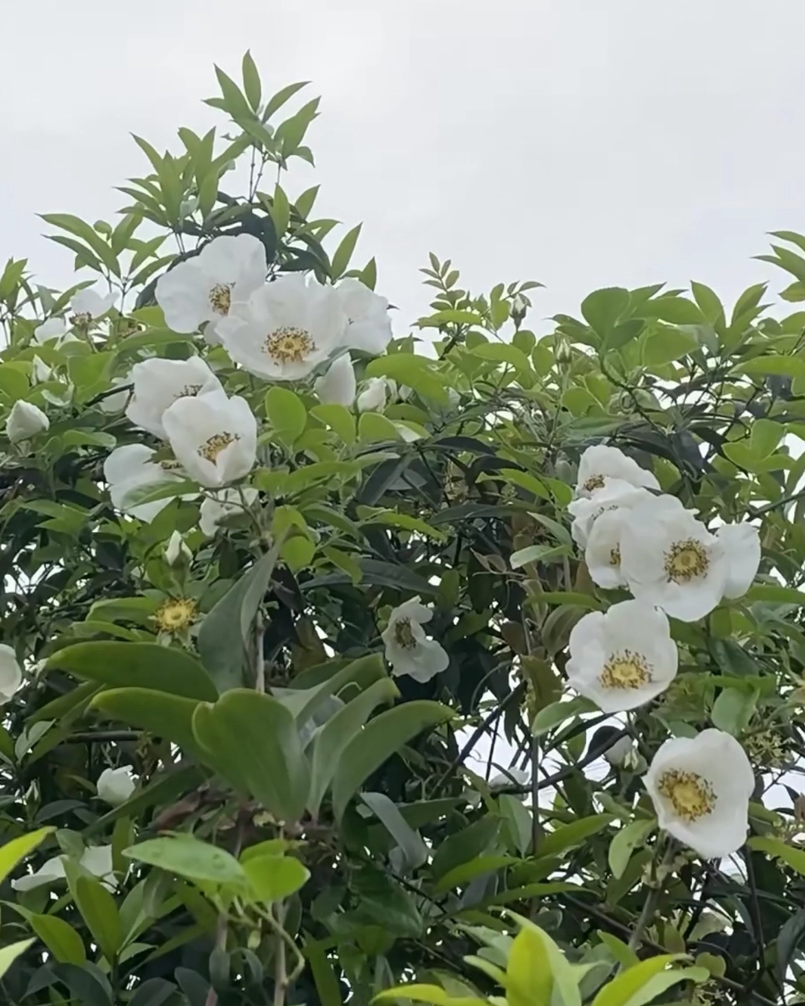 环山公园旅行图片 3