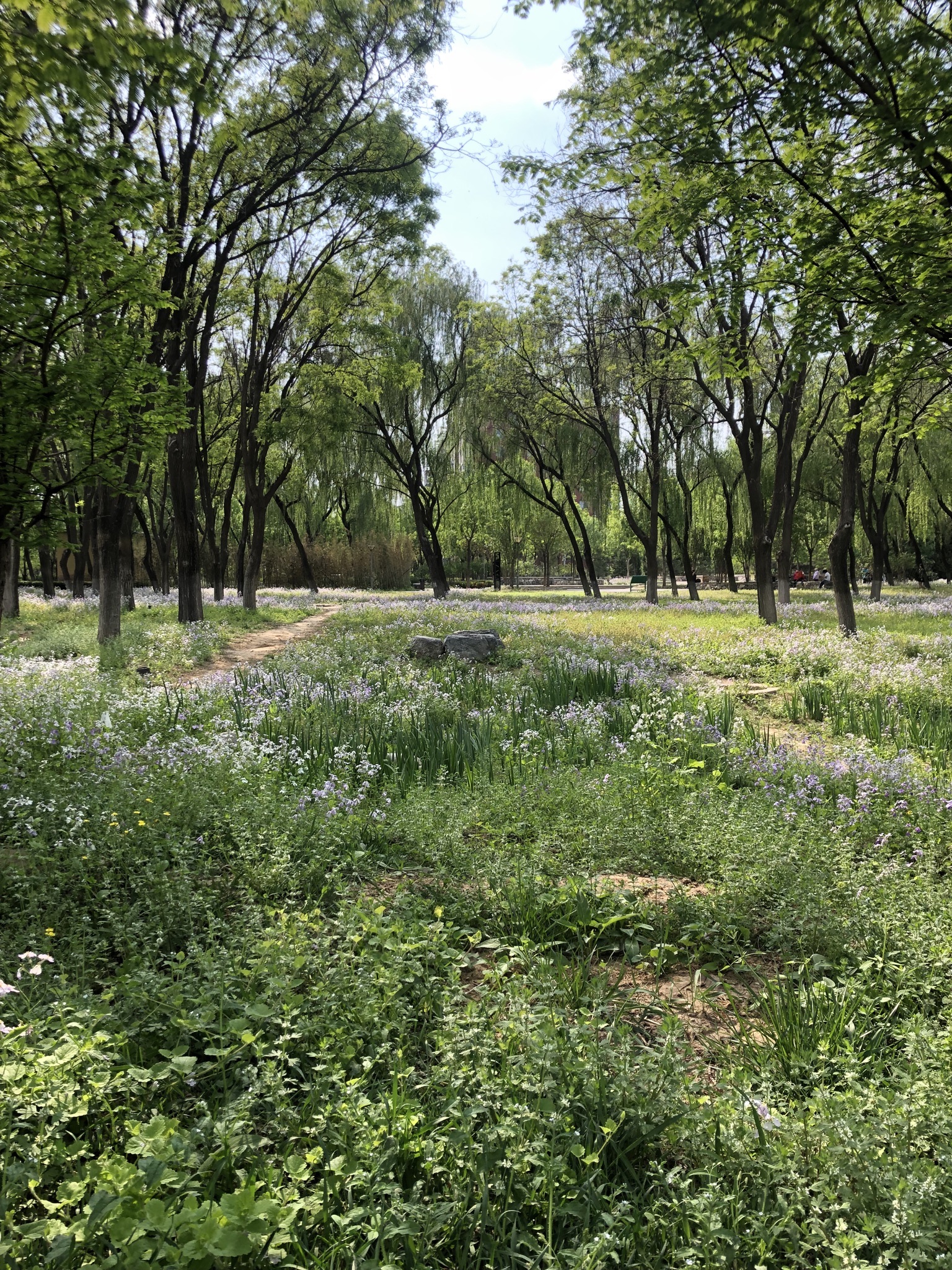 树村公园旅行图片 1