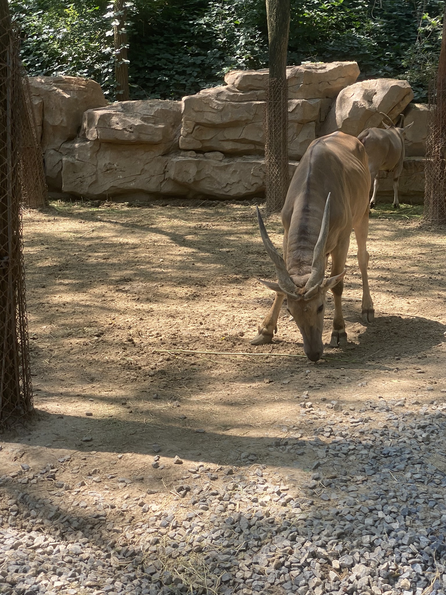 北京野生动物园-火烈鸟