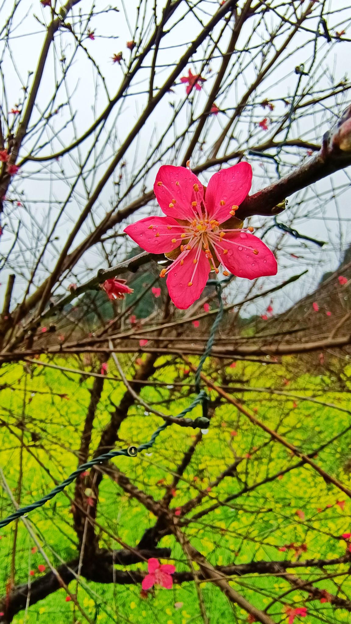 英西峰林·峰林晓镇旅行图片 3