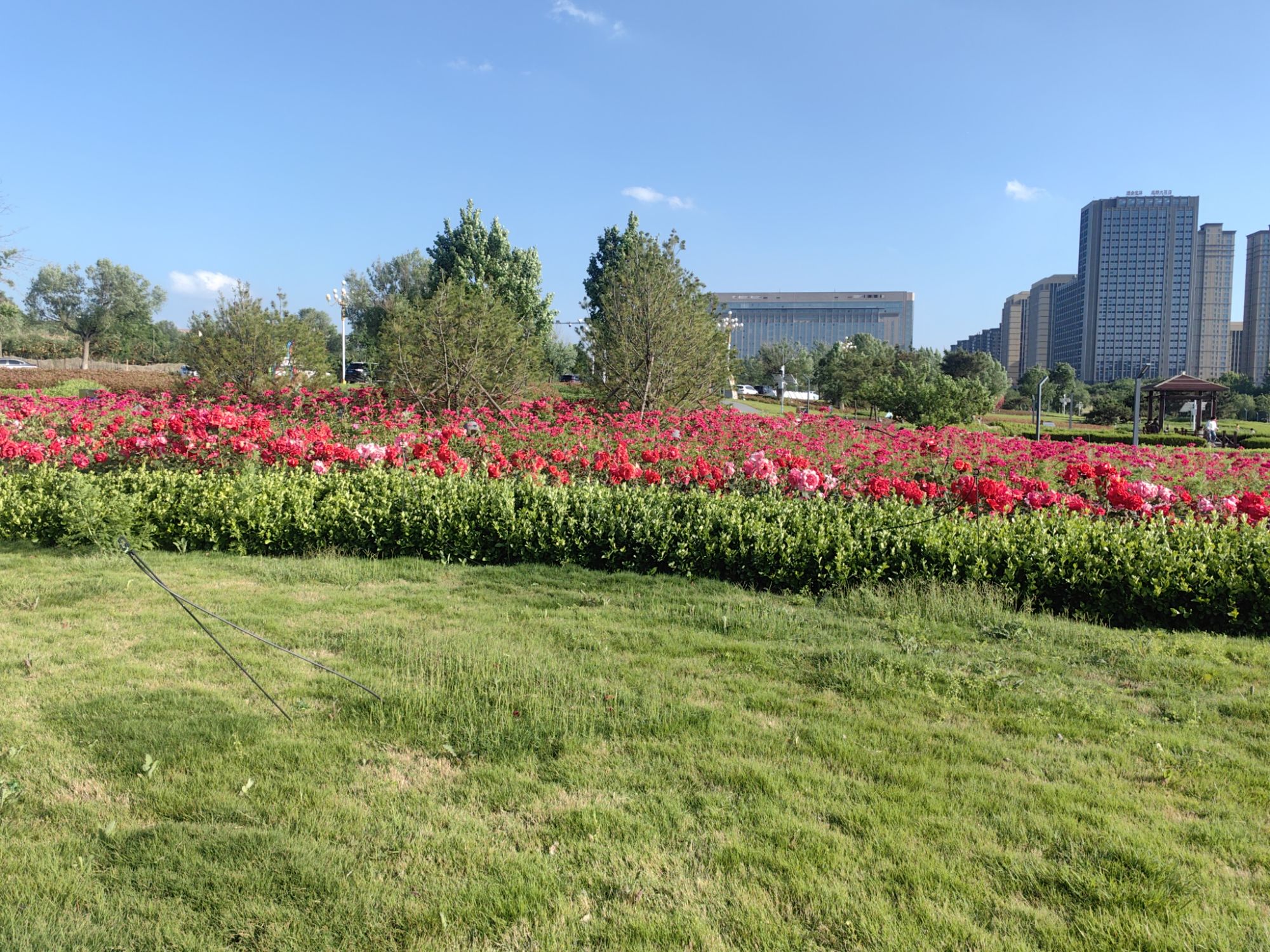 滨湖休闲公园旅行图片 1