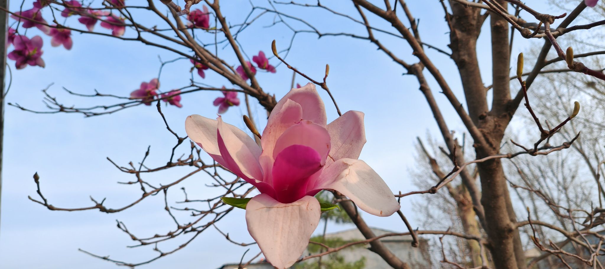 金牛公园旅行图片 2