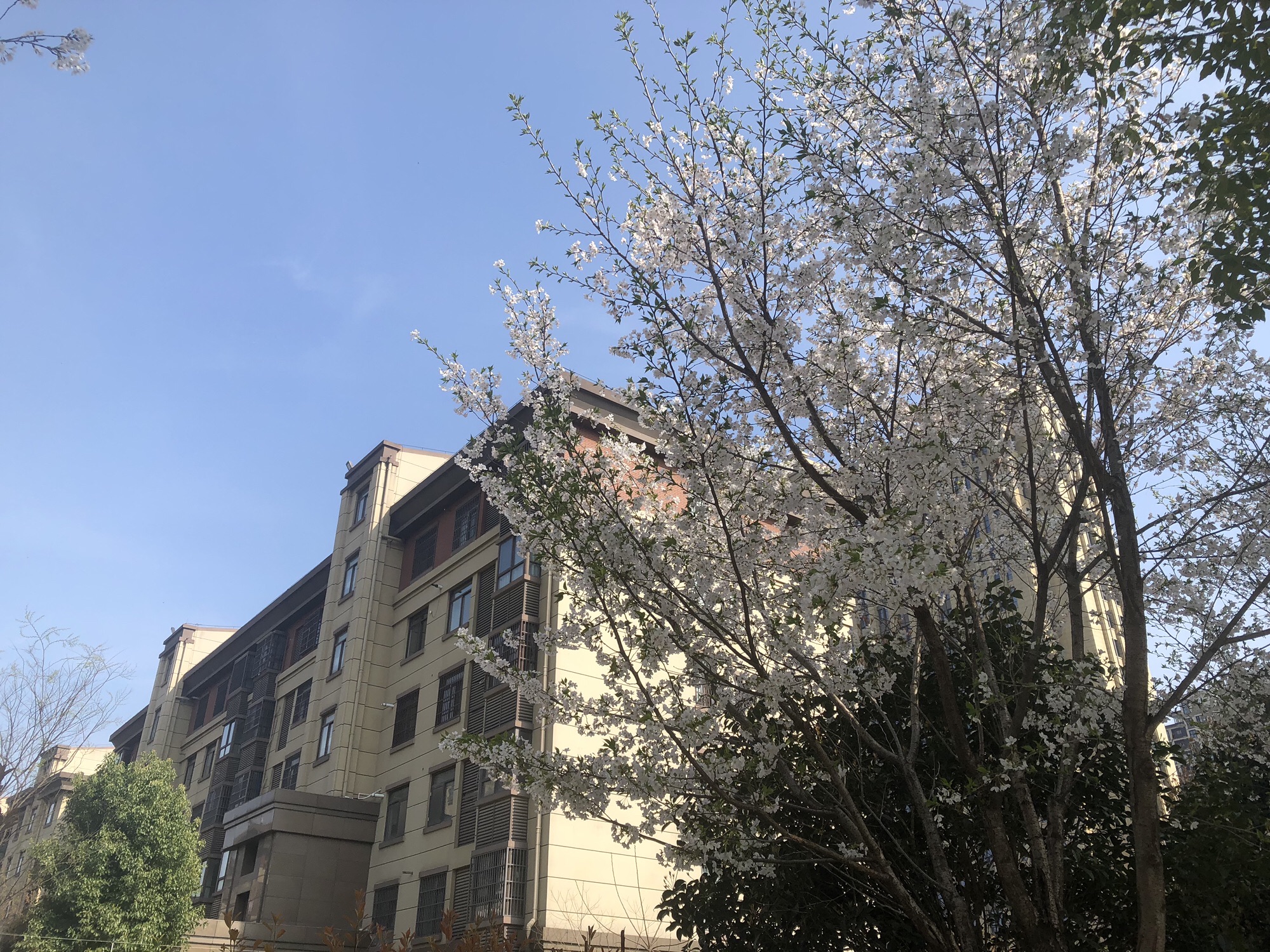 苏塘公园旅行图片 3