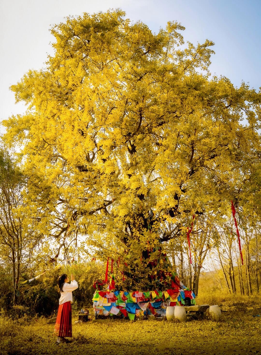 凤凰湖湿地公园广场旅行图片 1