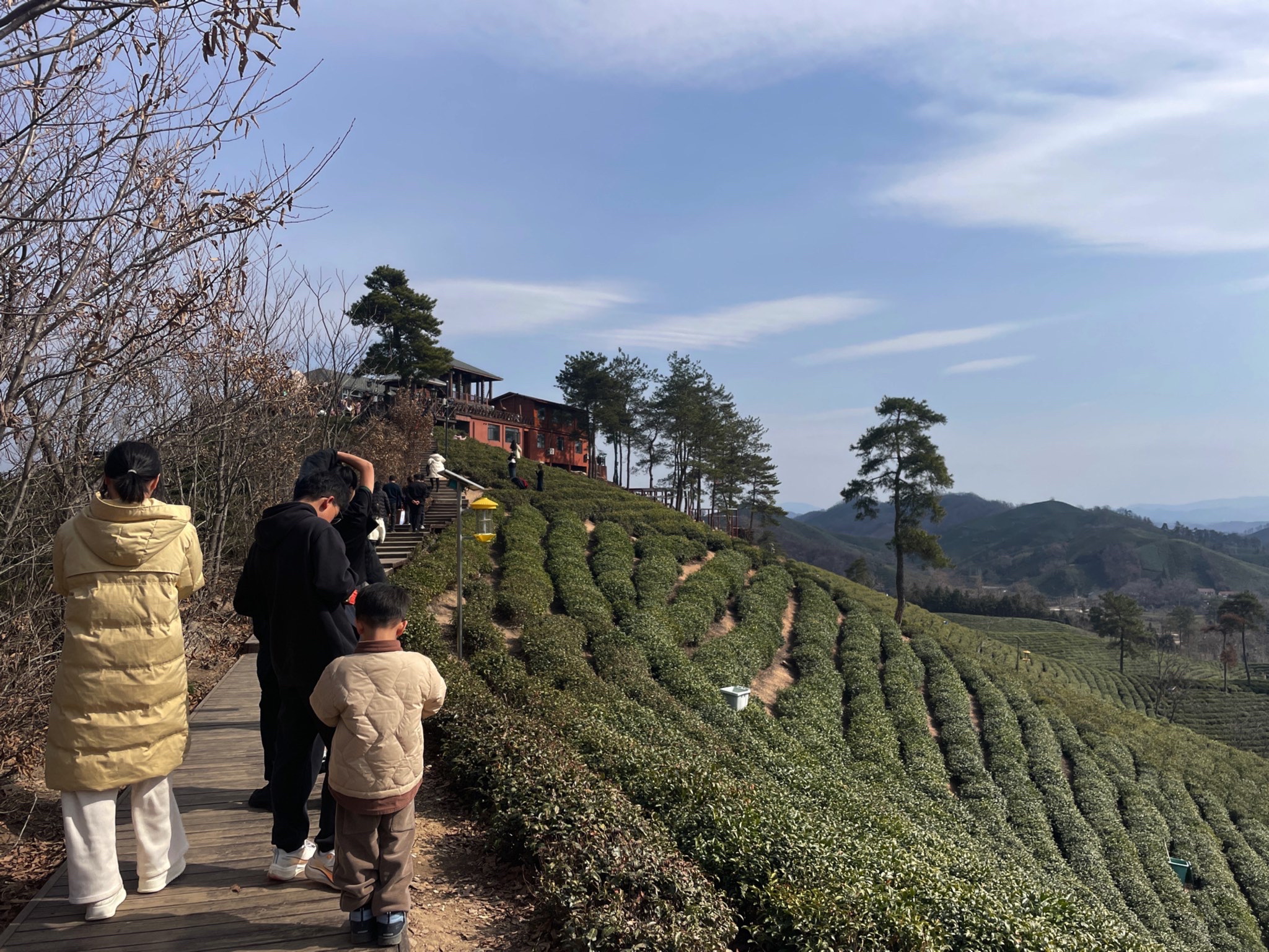 清风茶山风景区旅行图片 3